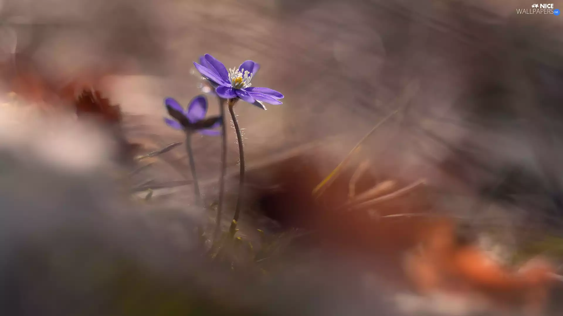 Hepatica, Violet, illuminated