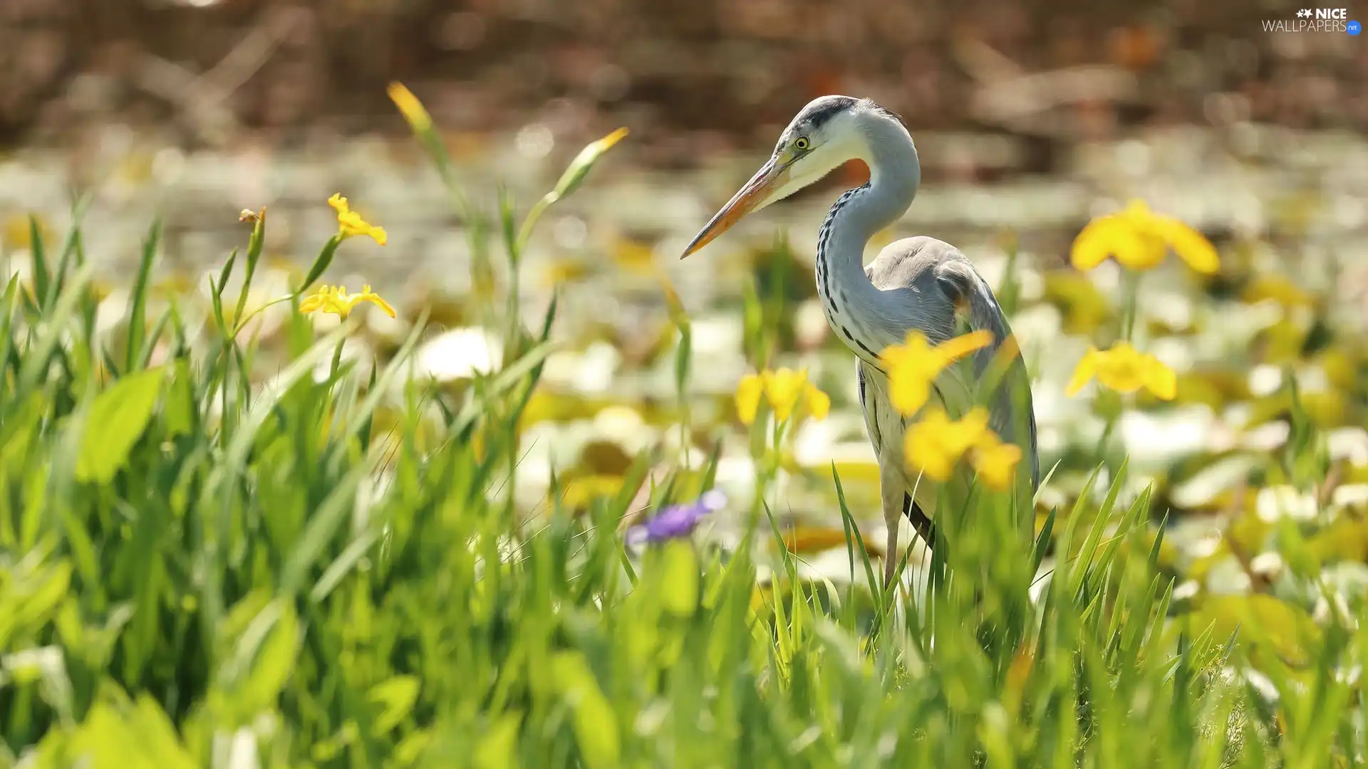 scrub, Bird, Gery Heron