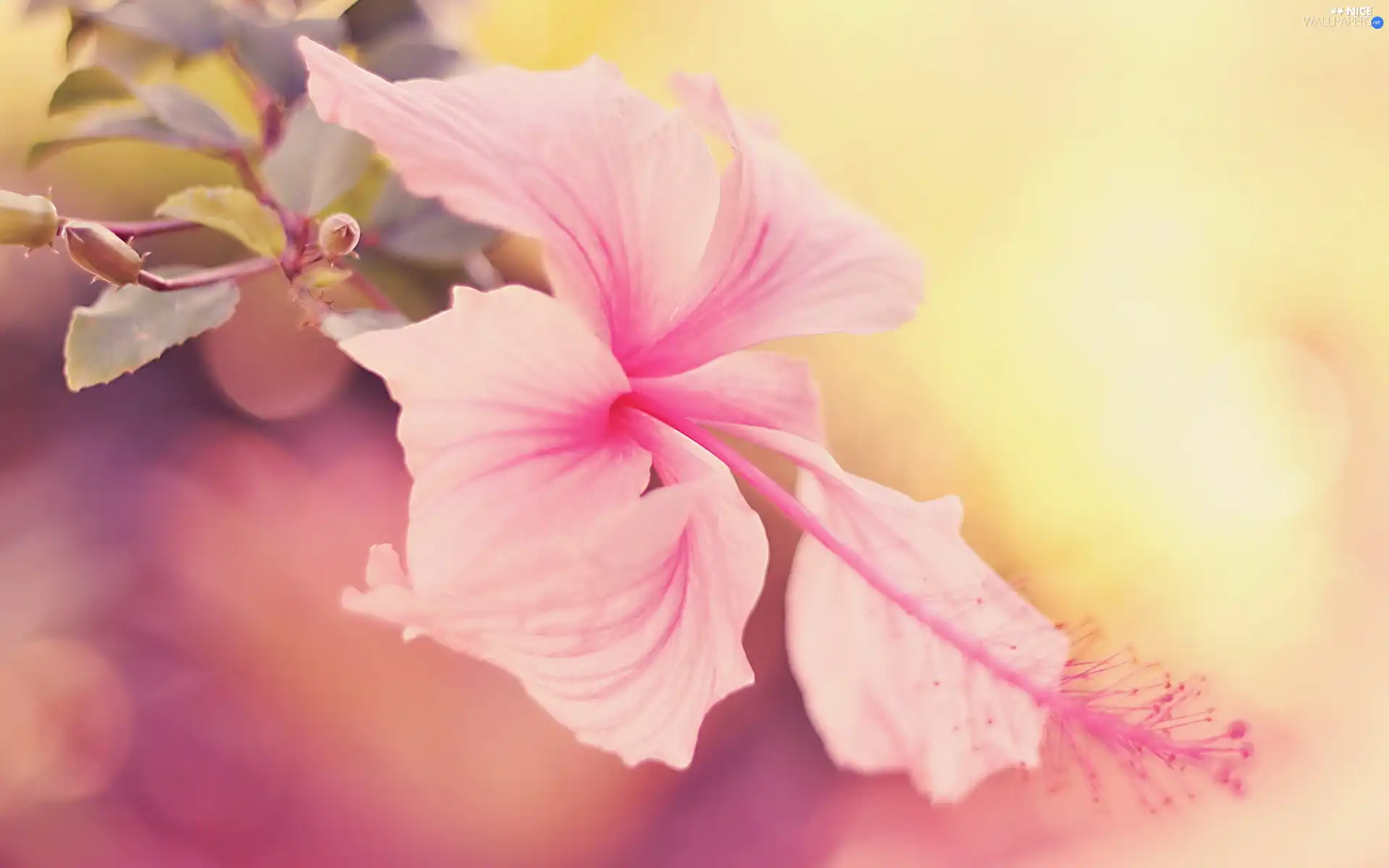 Beatyfull, Colourfull Flowers, hibiskus, exotic