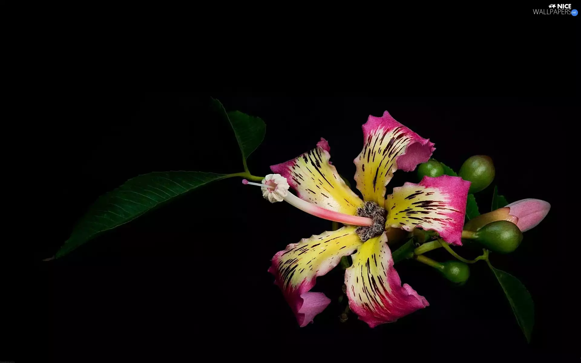 Flowers, Black, background, hibiskus