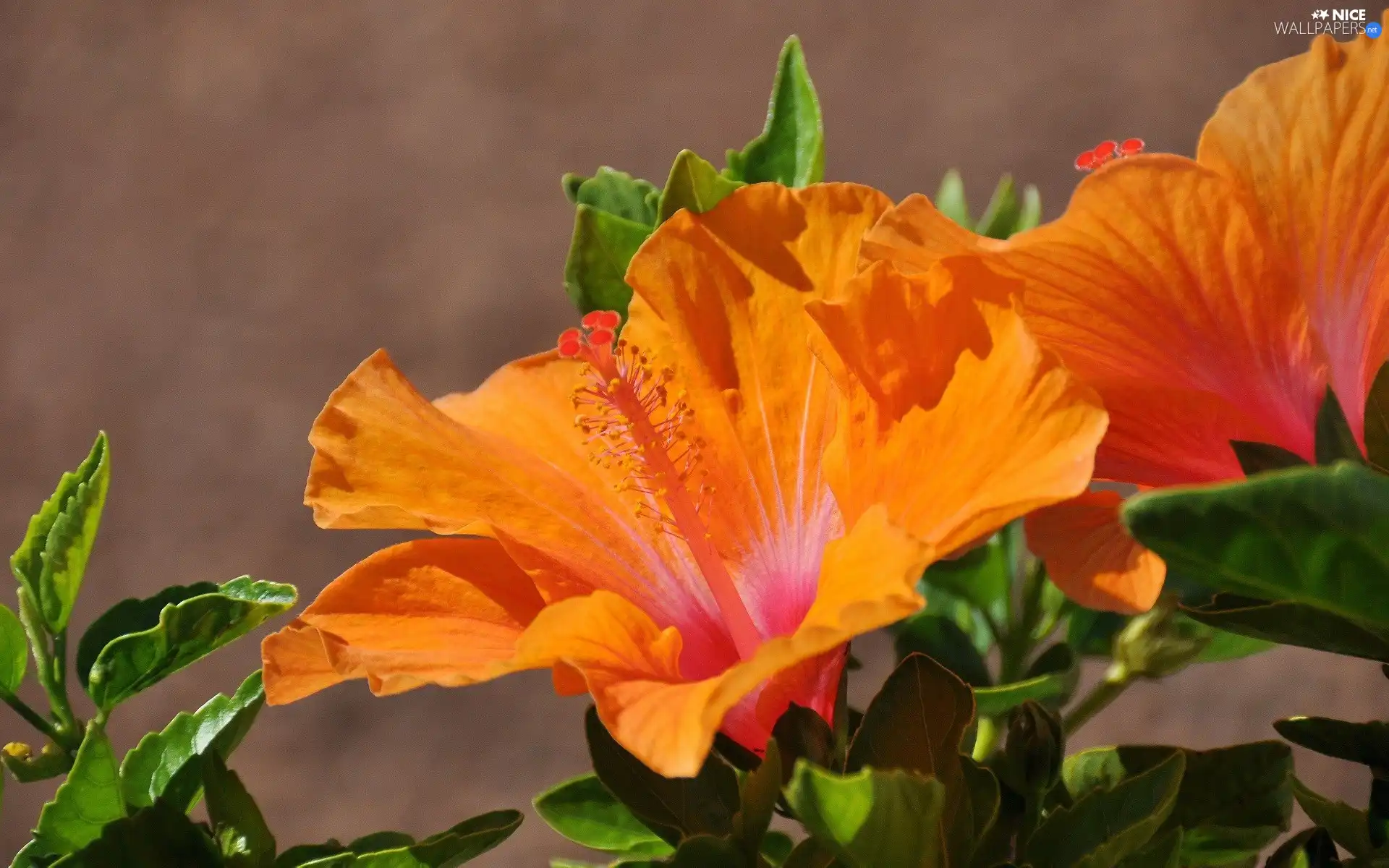 Orange, hibiskus