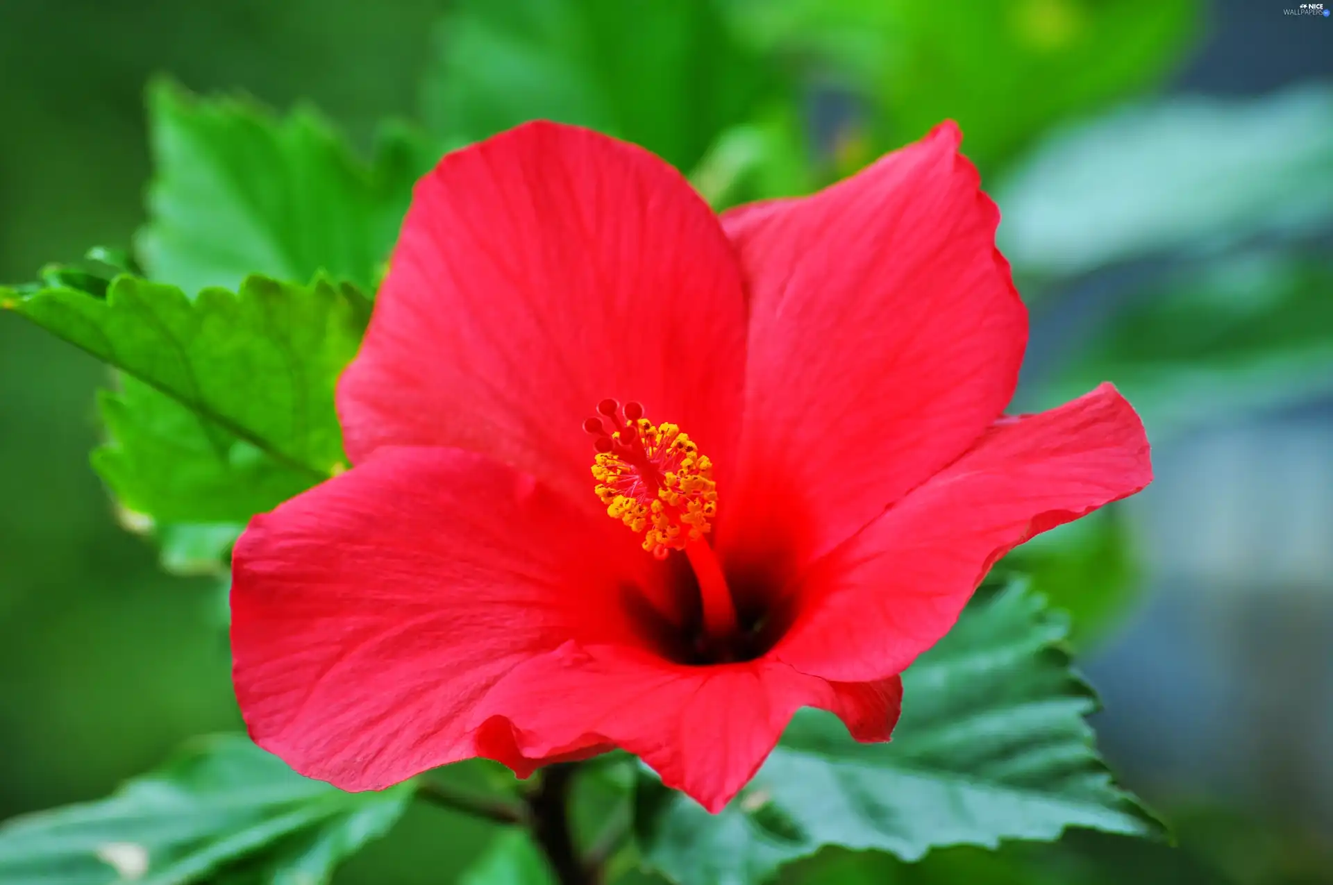 hibiskus