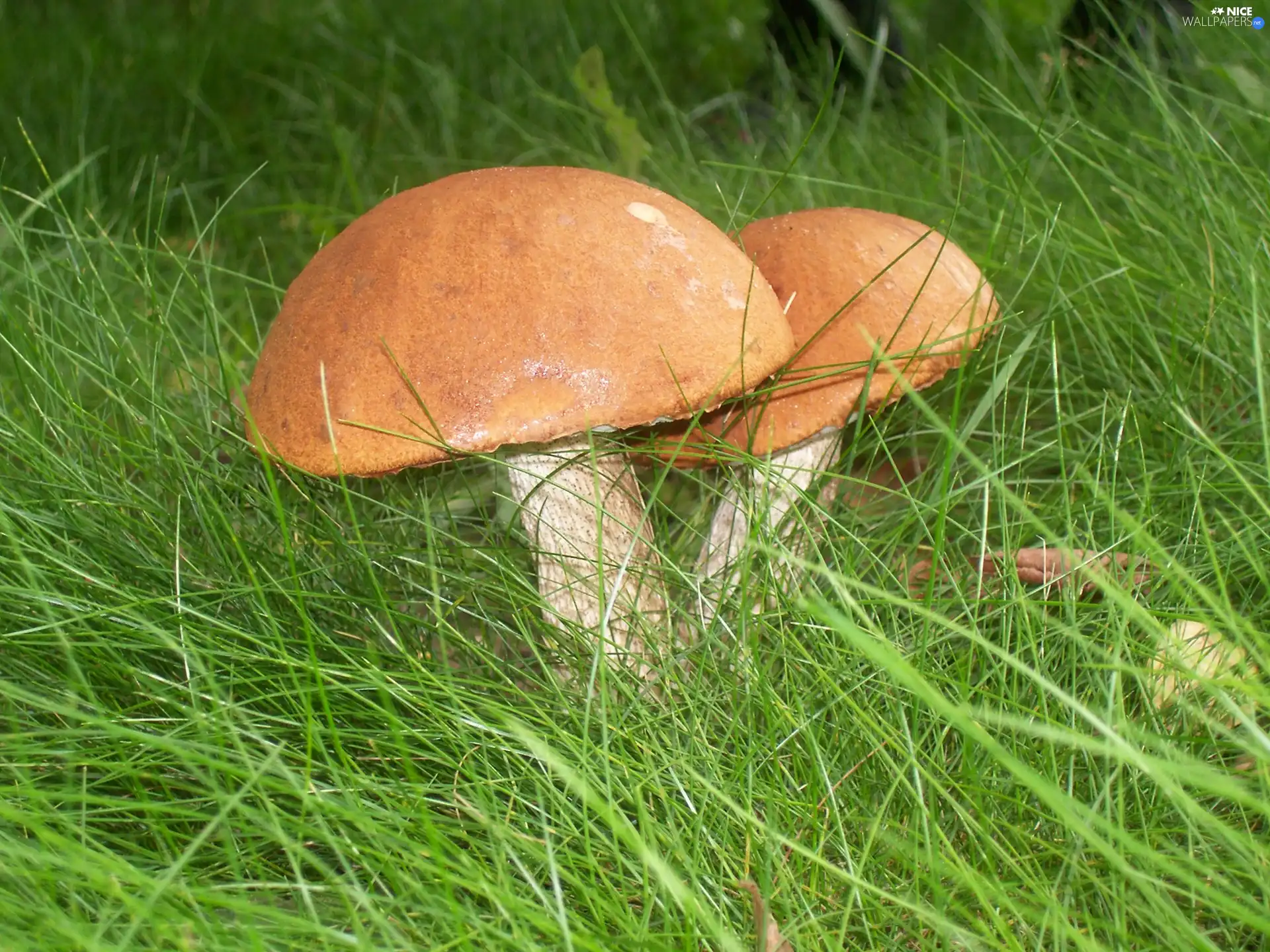 high boots, grass, Red, mushrooms, beatyfull