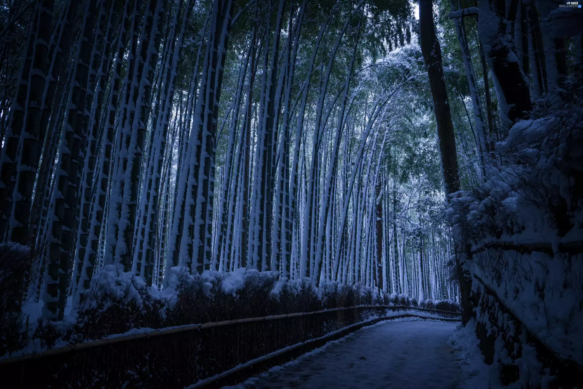 winter, forest, viewes, Snowy, trees, Way, forest, high