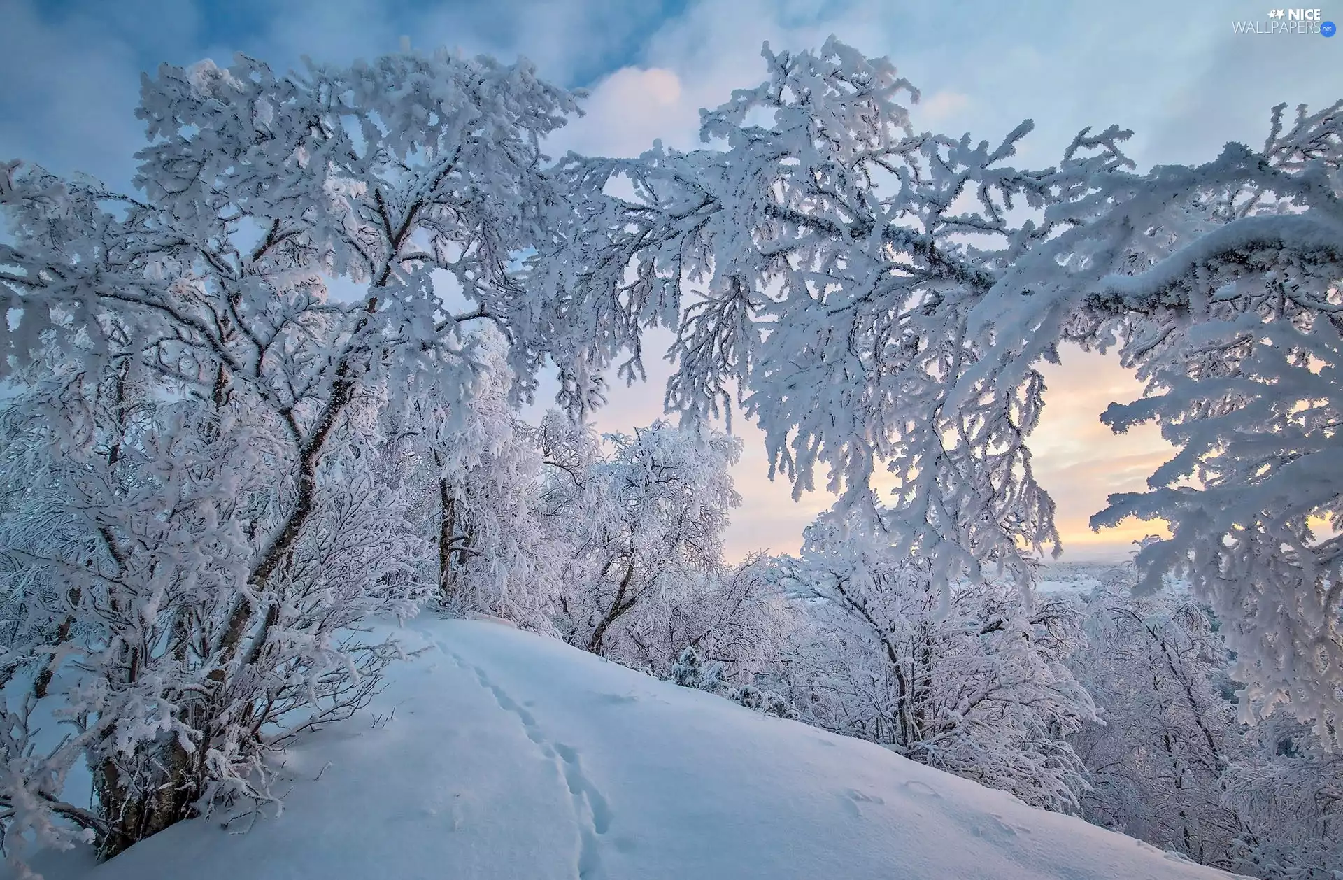 trees, winter, traces, hill, viewes, Snowy