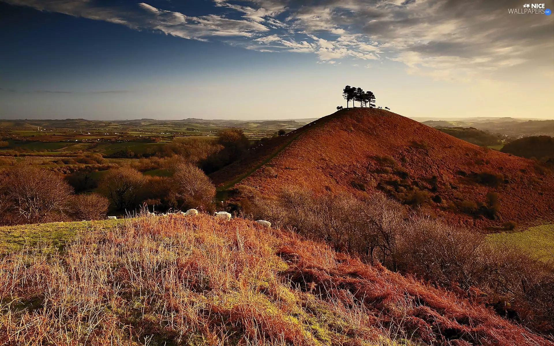 viewes, grass, The Hills, trees, autumn