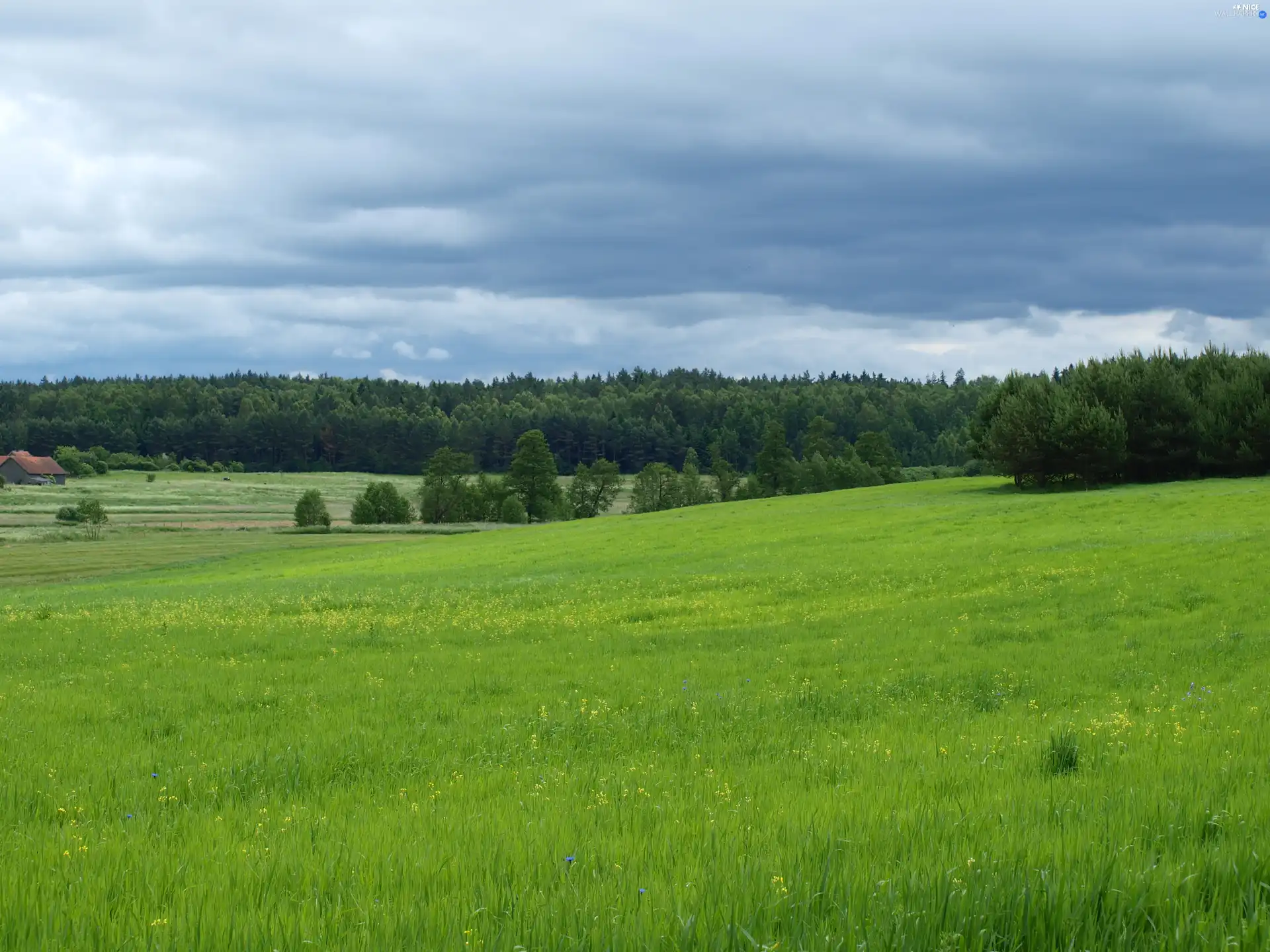 Meadow, forest, hills, Field