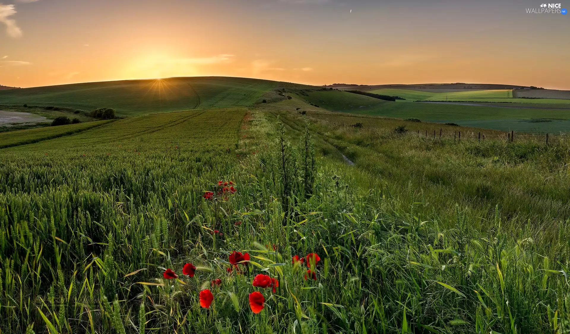 The Hills, papavers, Sunrise, Field