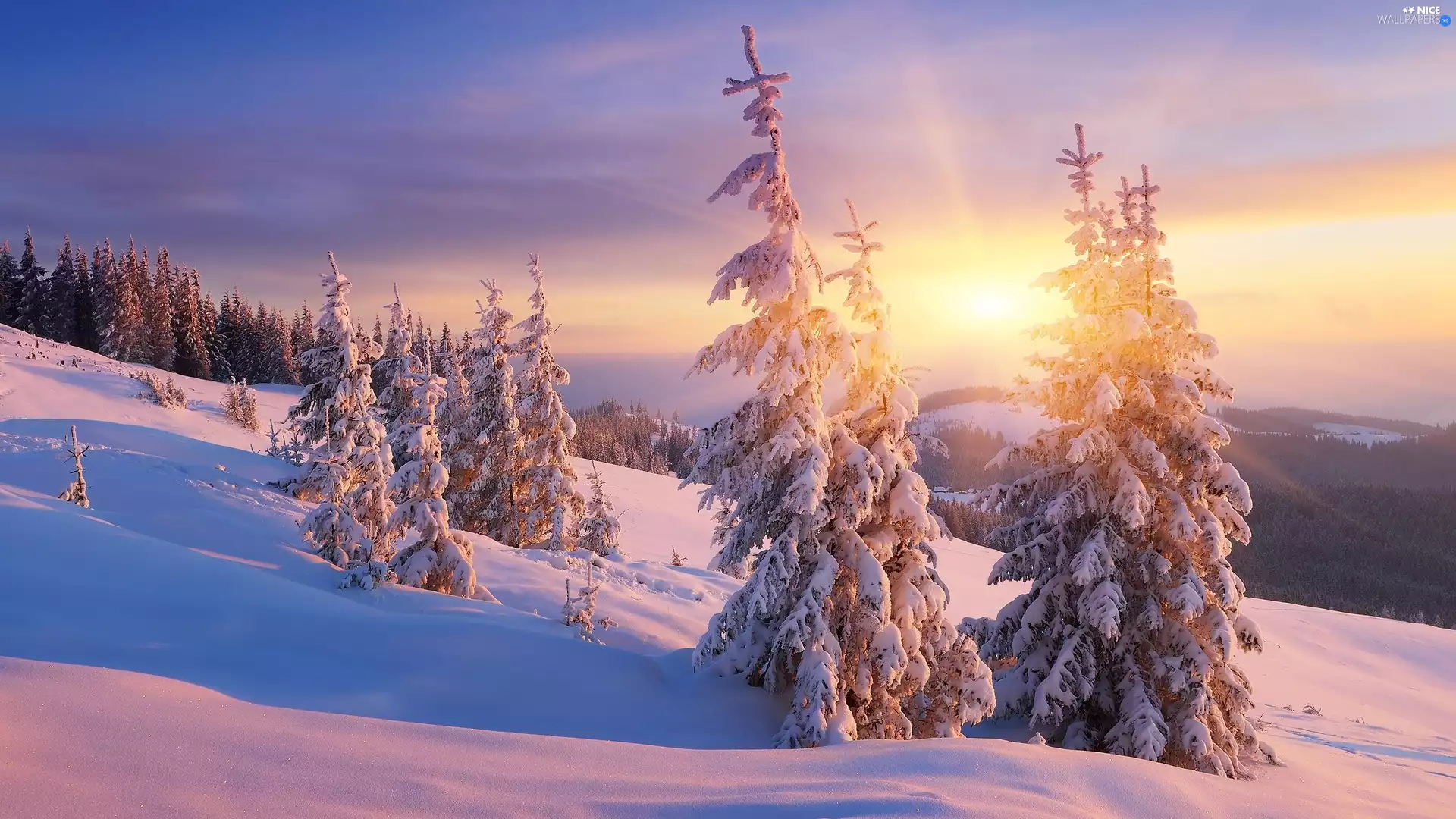 Great Sunsets, The Hills, Snowy, Spruces, winter