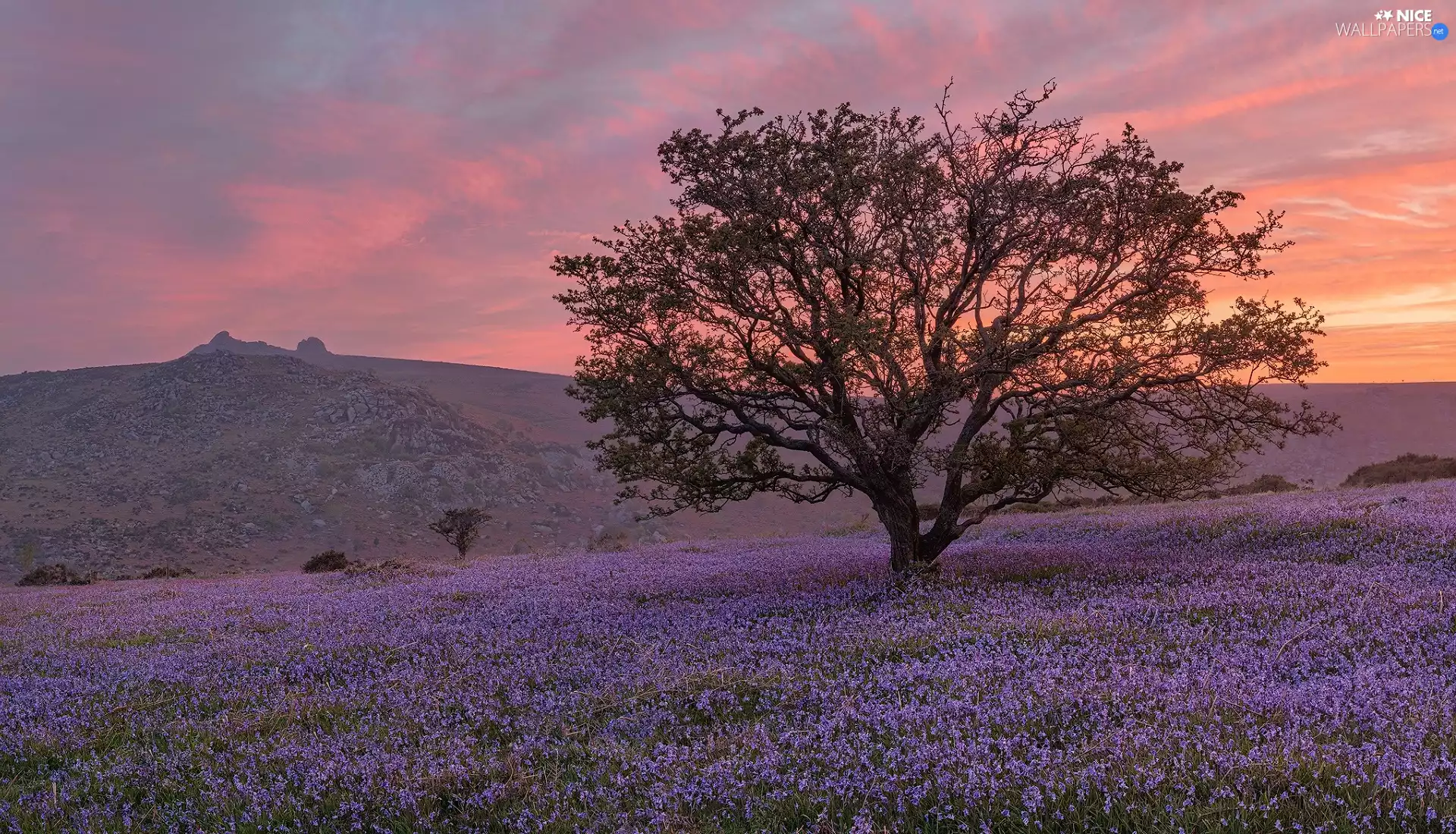 Flowers, trees, The Hills, Meadow, Great Sunsets