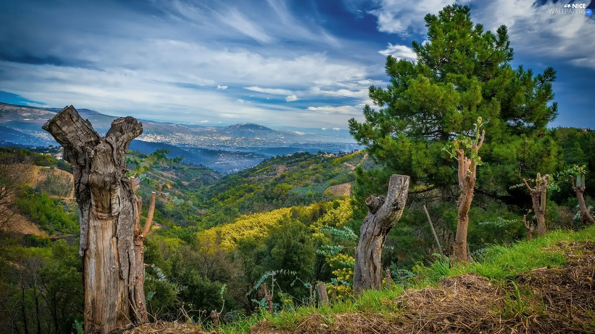 The Hills, trees, viewes, Valley