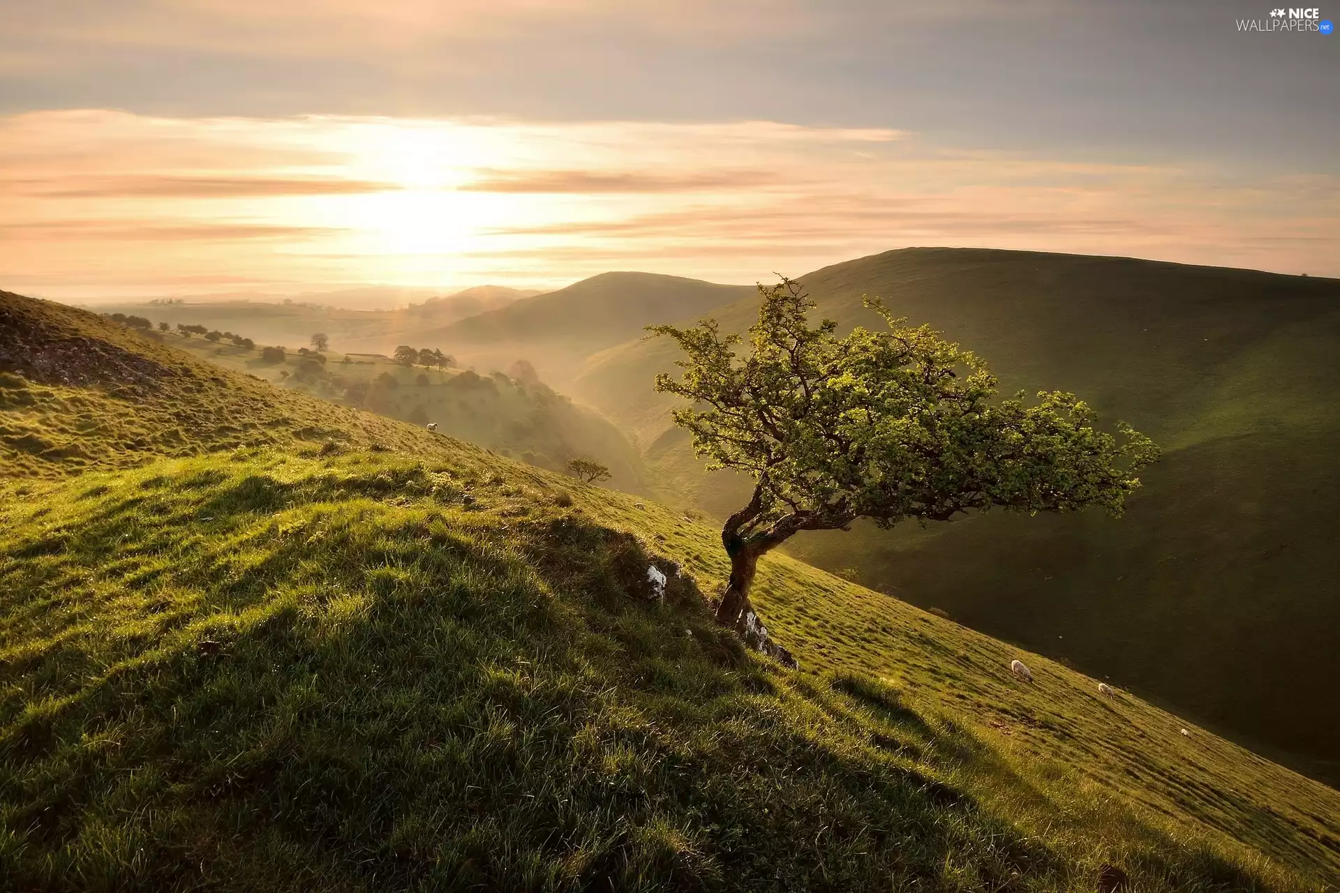 grass, trees, viewes, Great Sunsets, trees, The Hills