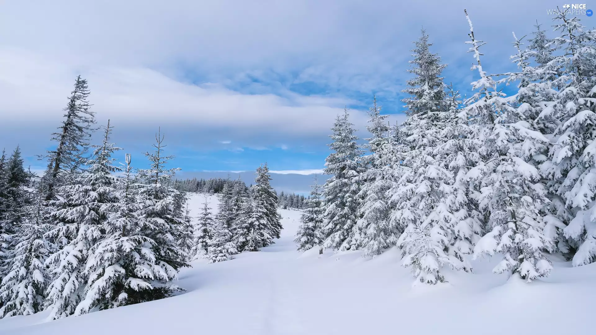 Spruces, clouds, The Hills, forest, winter