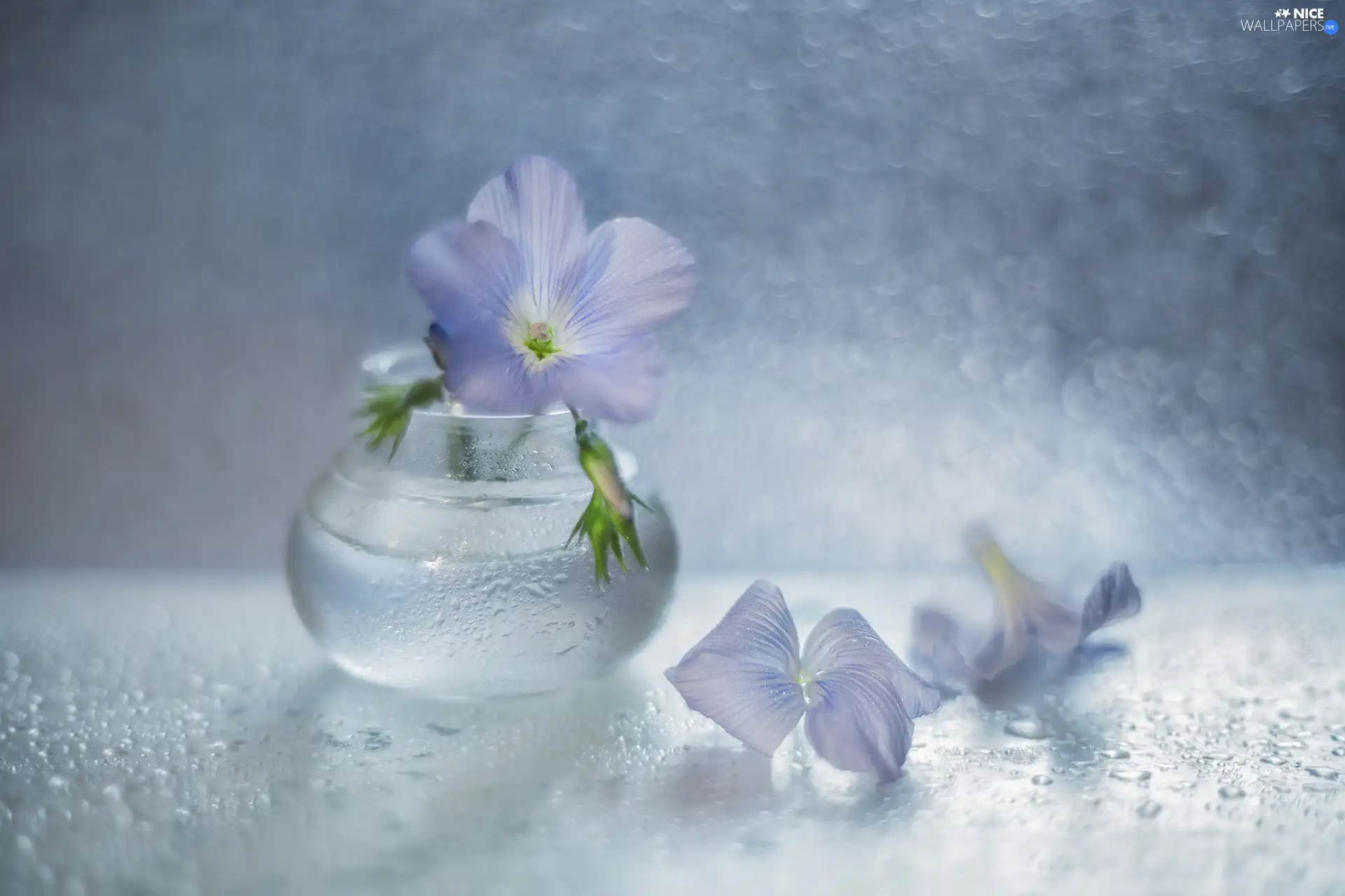 Linum Hirsutum, Flowers, vase, Blue
