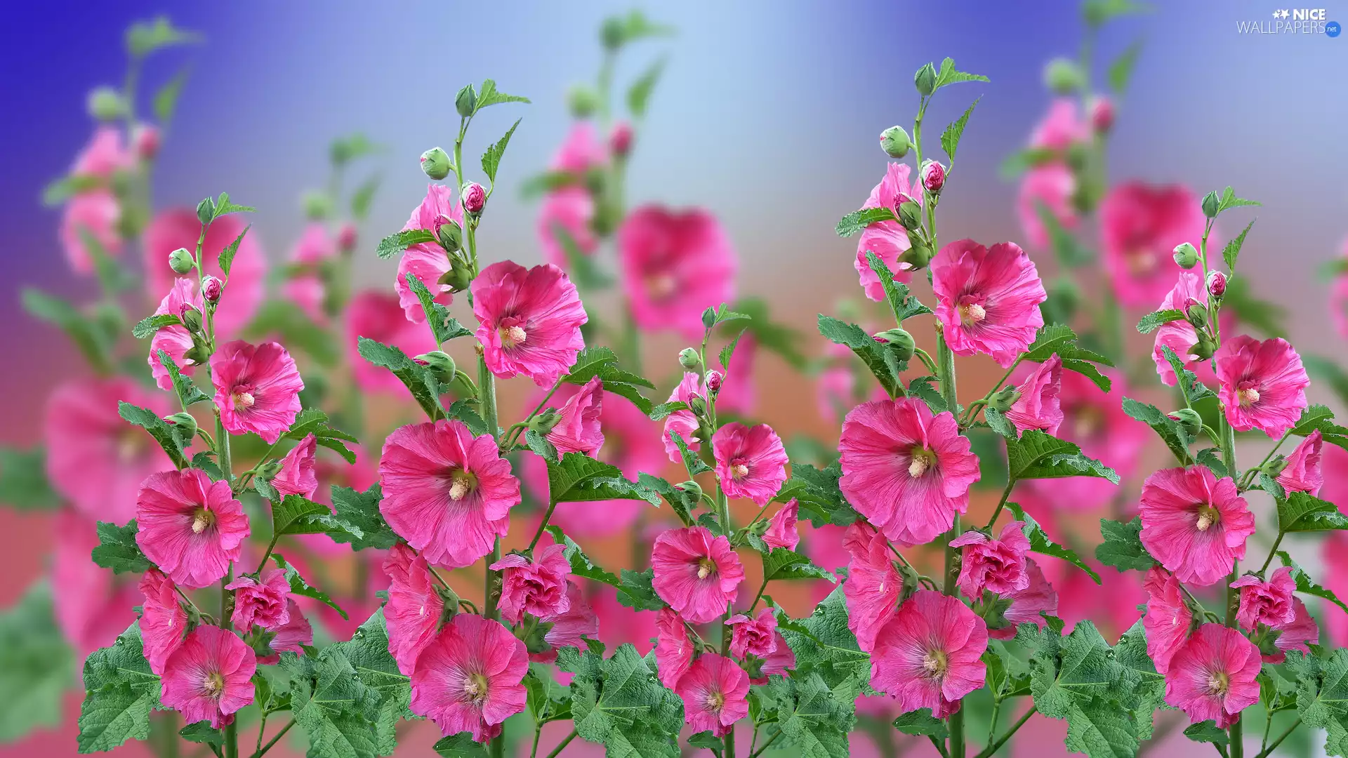Flowers, Hollyhocks, 2D Graphics, Pink