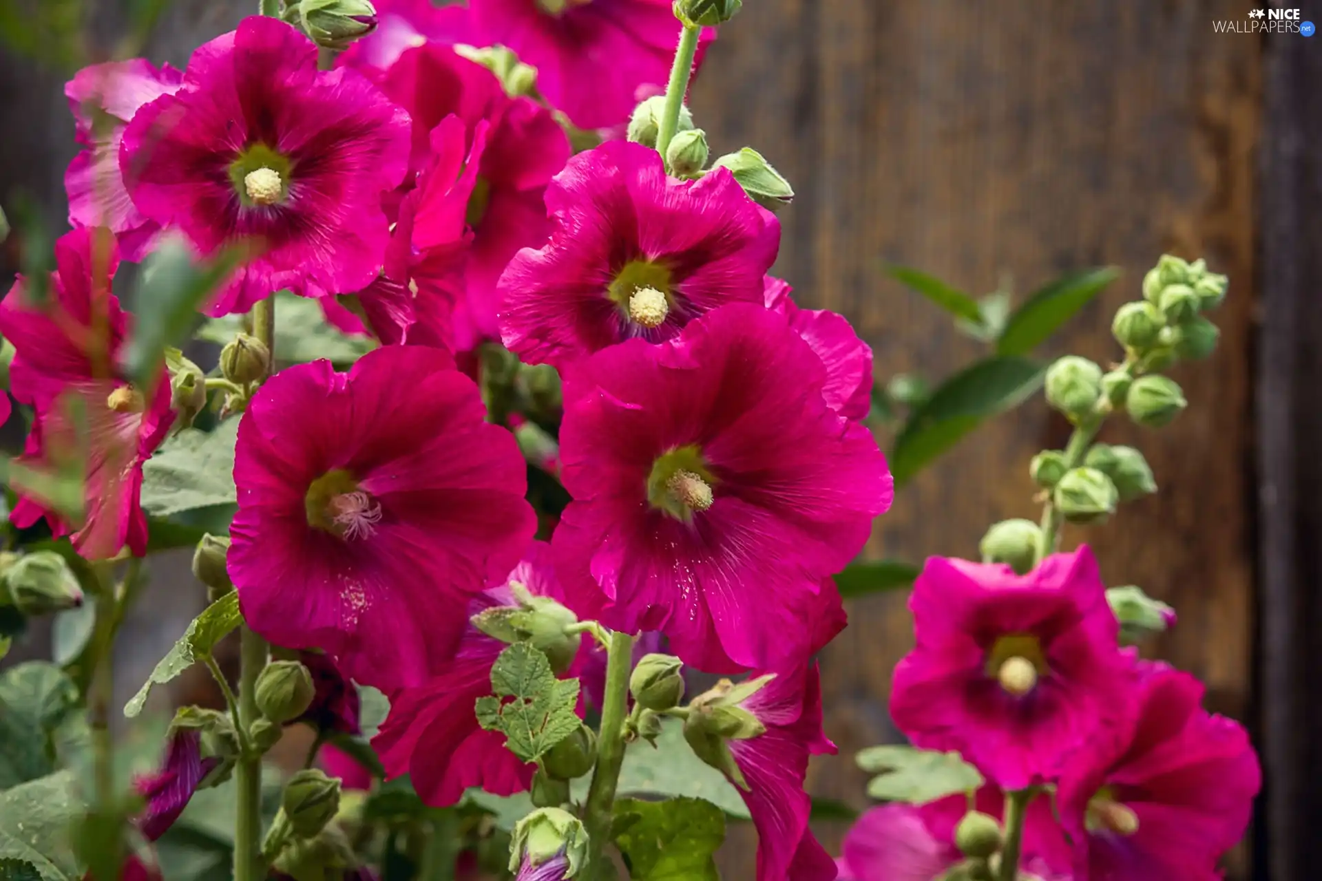 Purple, Hollyhocks