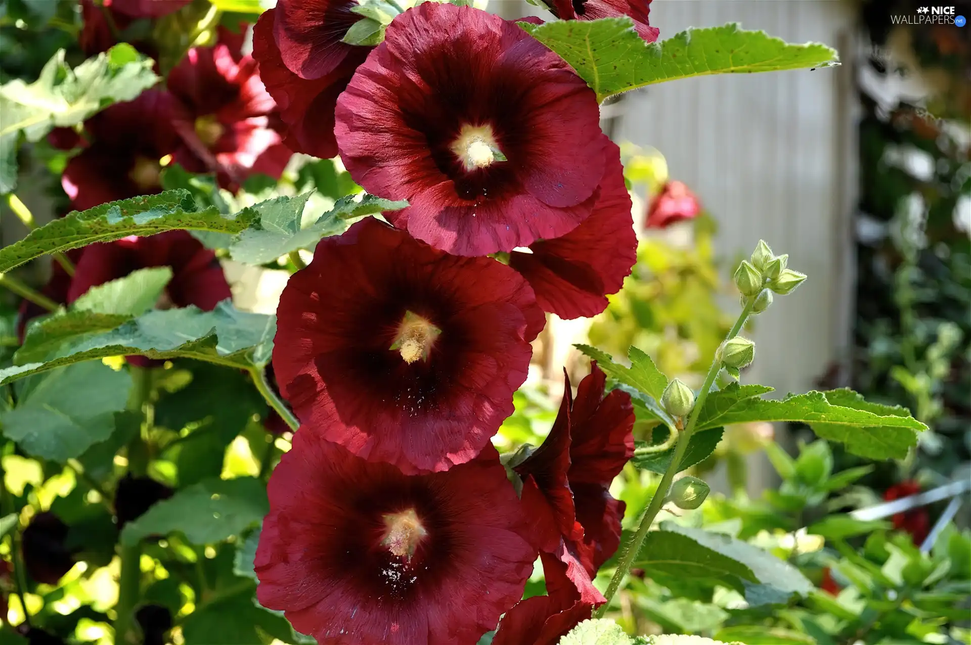 Red, Hollyhocks