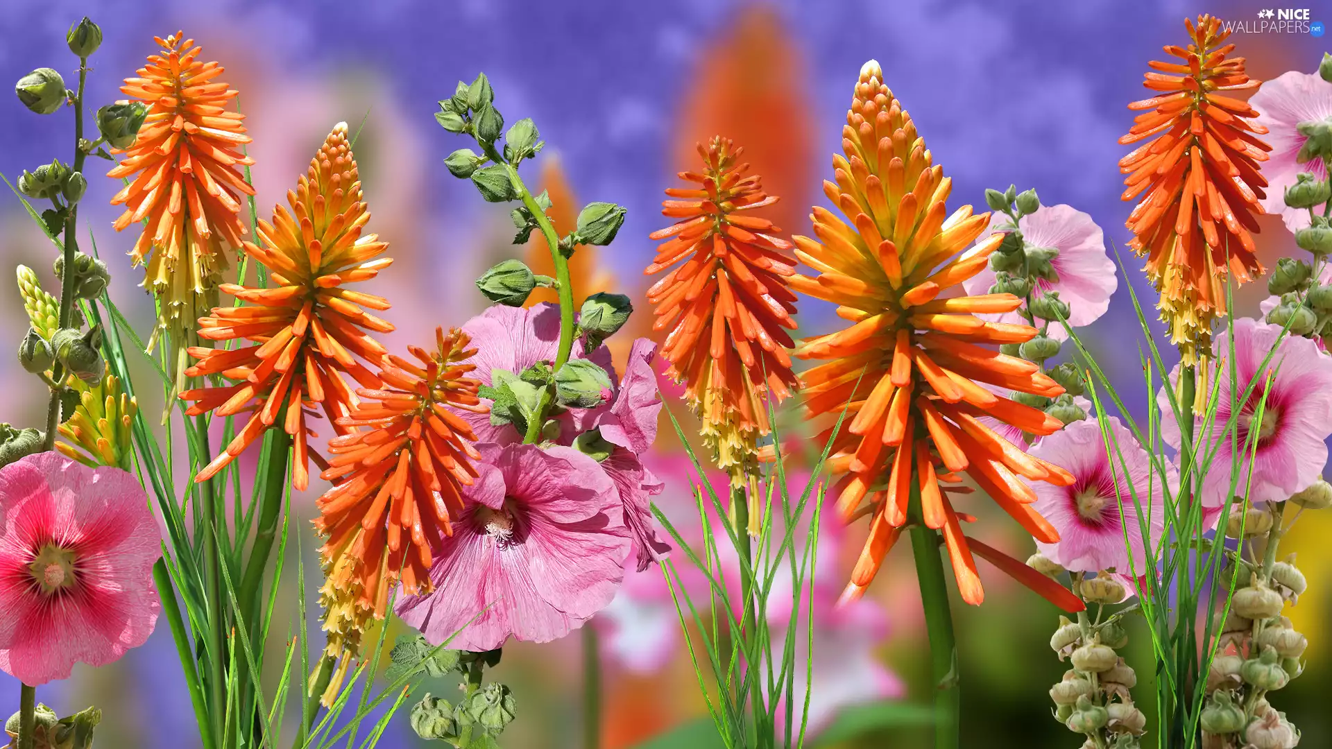 Trytoma groniasta, Flowers, Hollyhocks