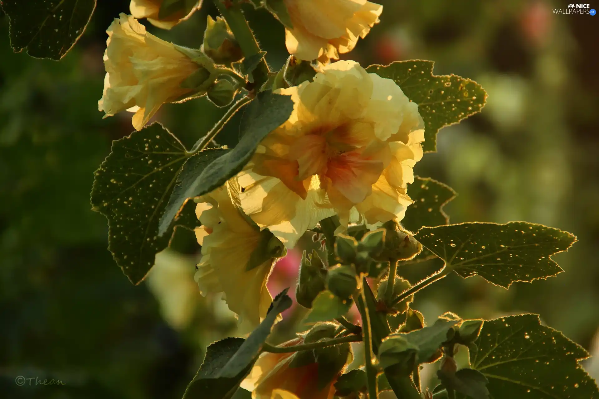 Yellow, Hollyhocks