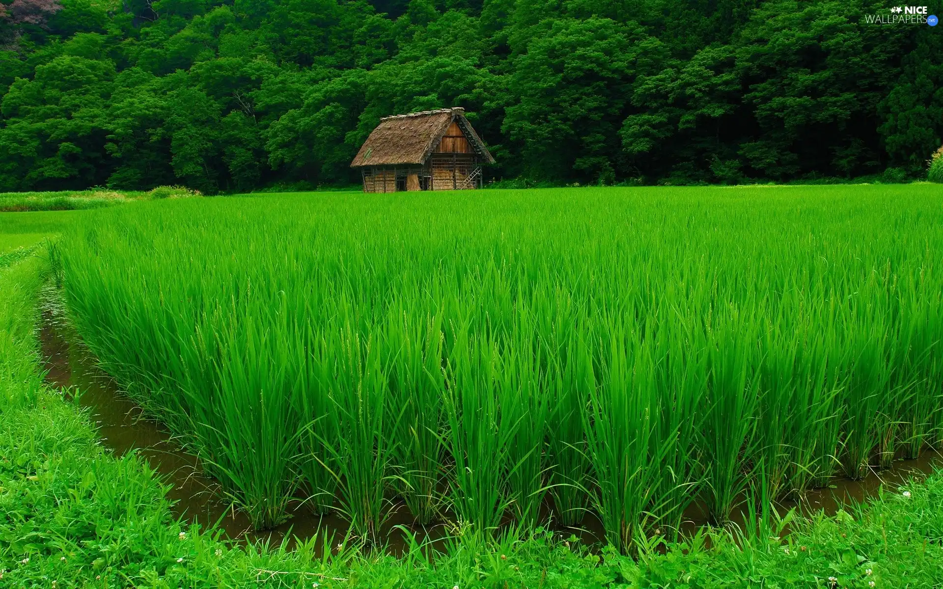Home, crops, leaved, wooden, forest