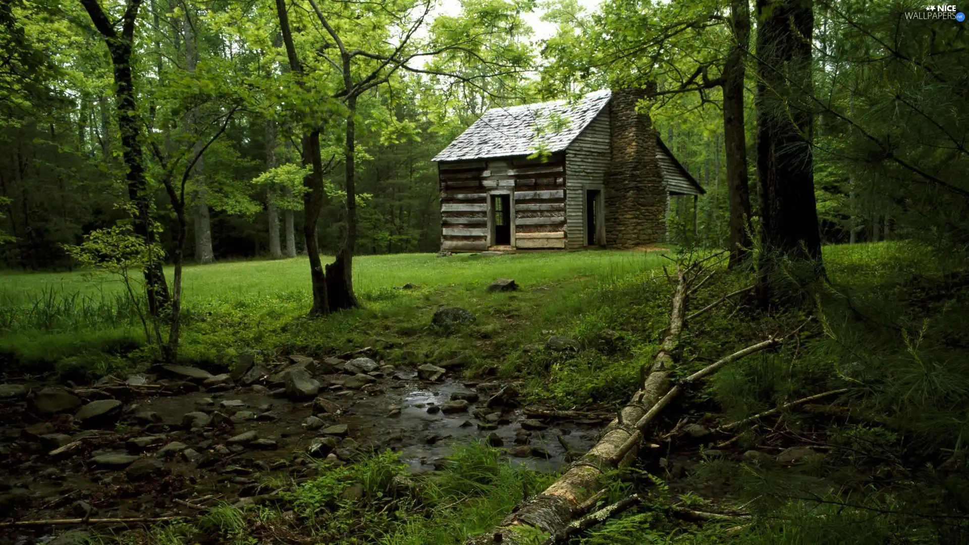 forest, wooden, Home, Sapling