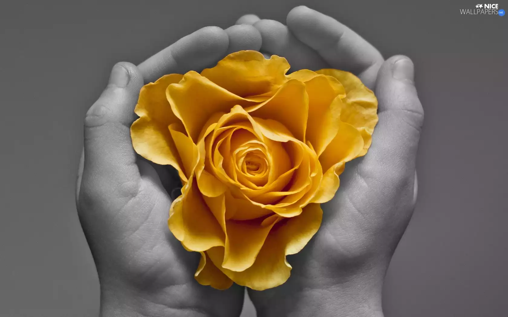 hands, rose, Yellow Honda