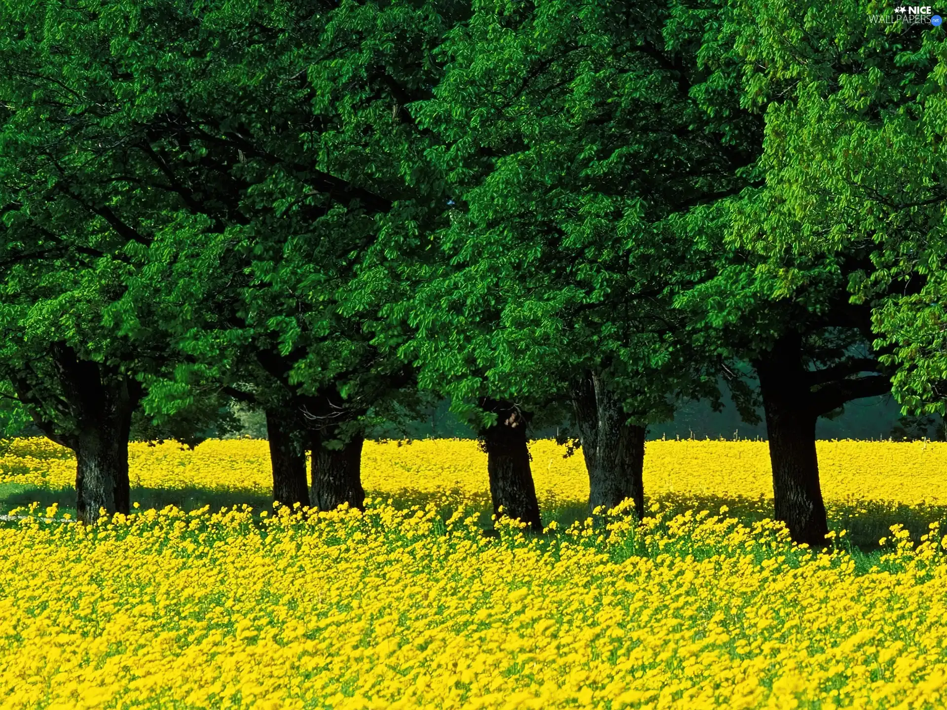 trees, Spring, Yellow Honda, Meadow, viewes, green ones