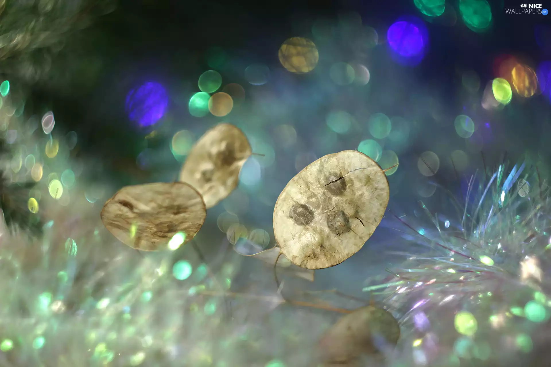 dry, Annual honesty, Flare, colors, plant, Annual Honesty