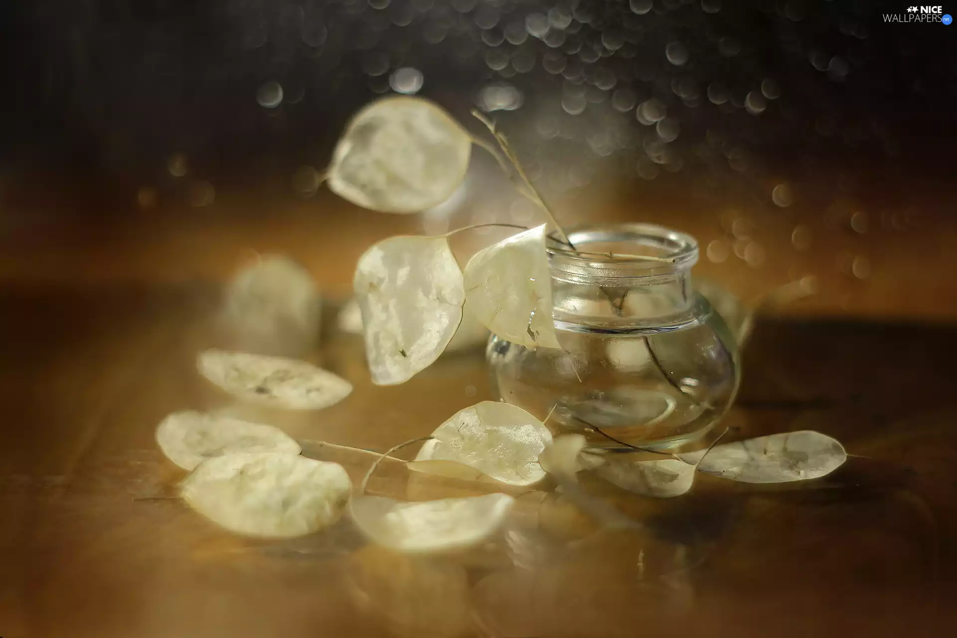 Annual honesty, Plants, vase, dry