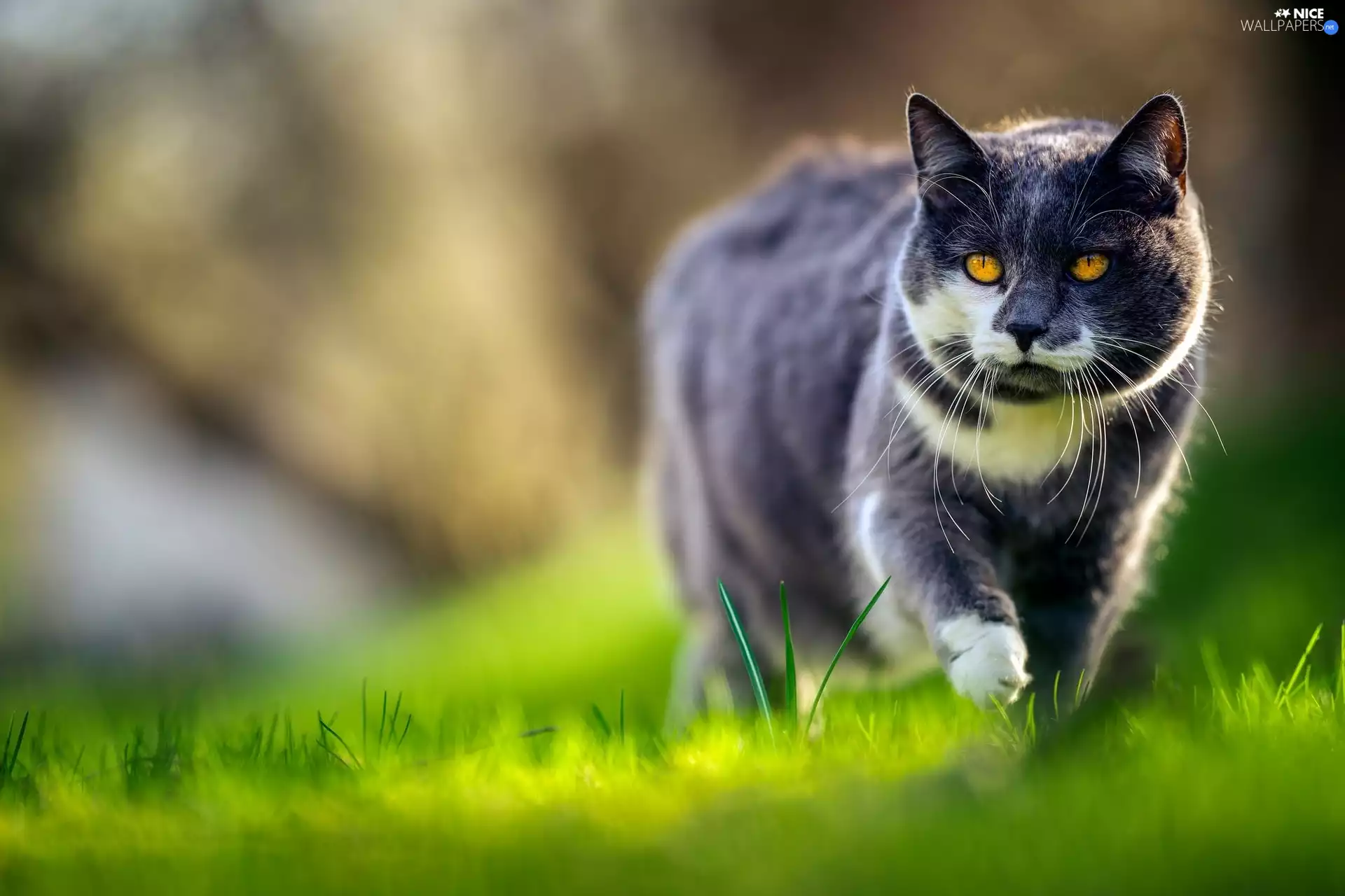 cat, Eyes, grass, honey