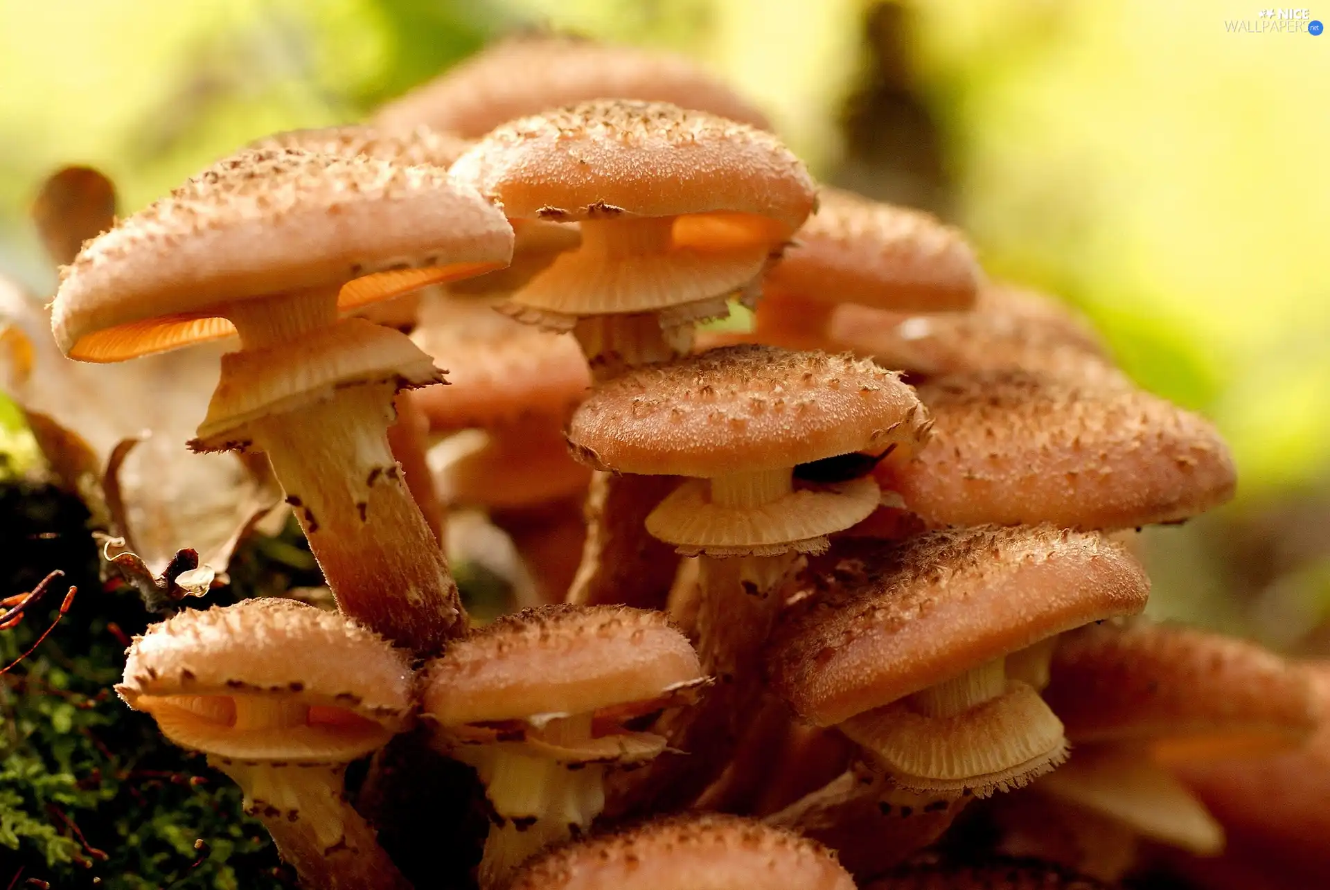 Honey fungus