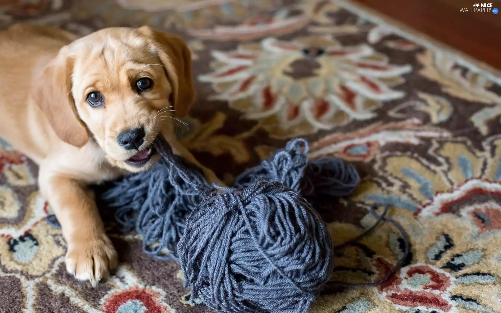 dog, Puppy, Spanador, honeyed