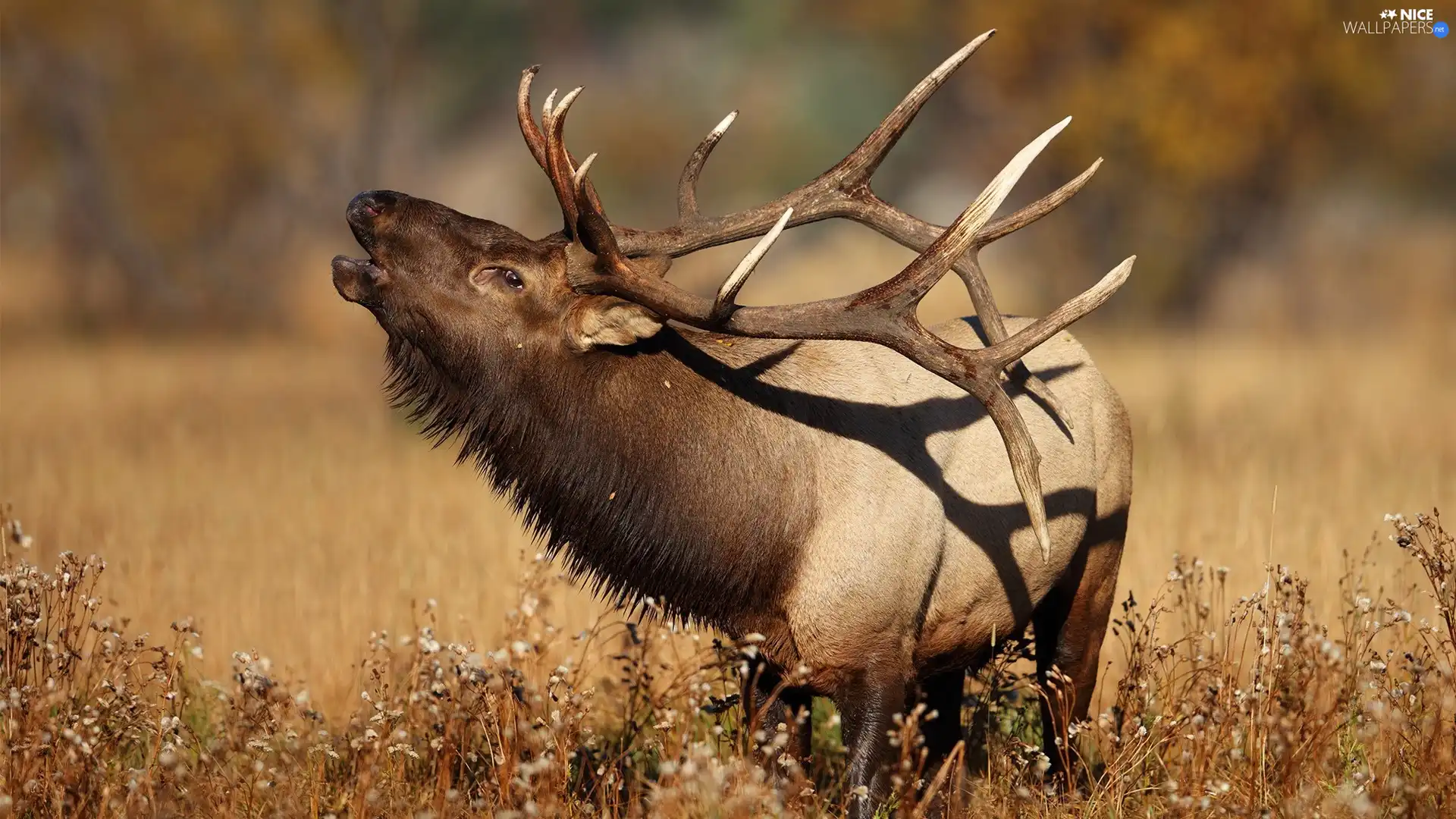 deer, rut, Plants, horns