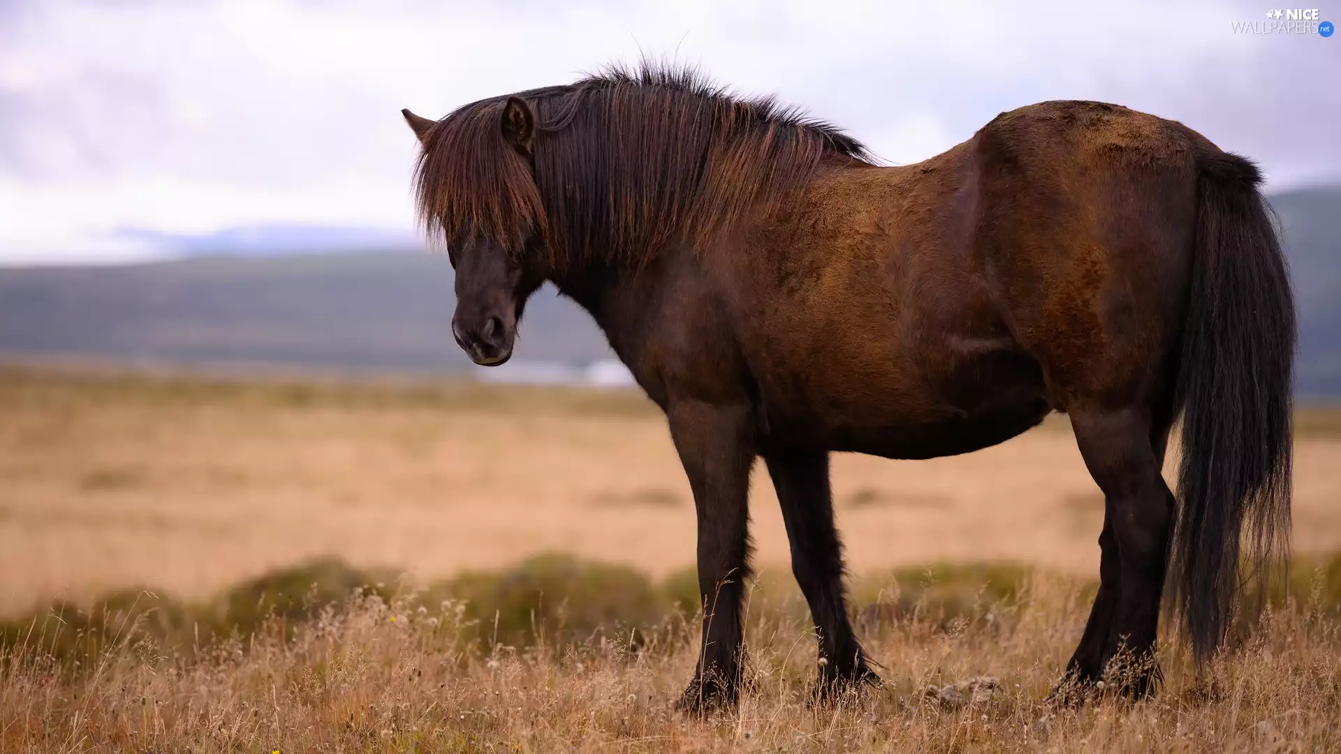 Brown, Yellowed, grass, Horse