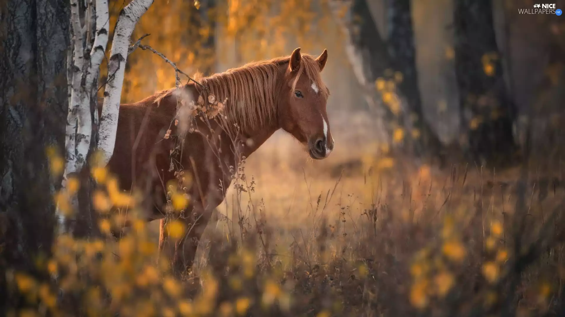 Brown, Horse, viewes, forest, trees