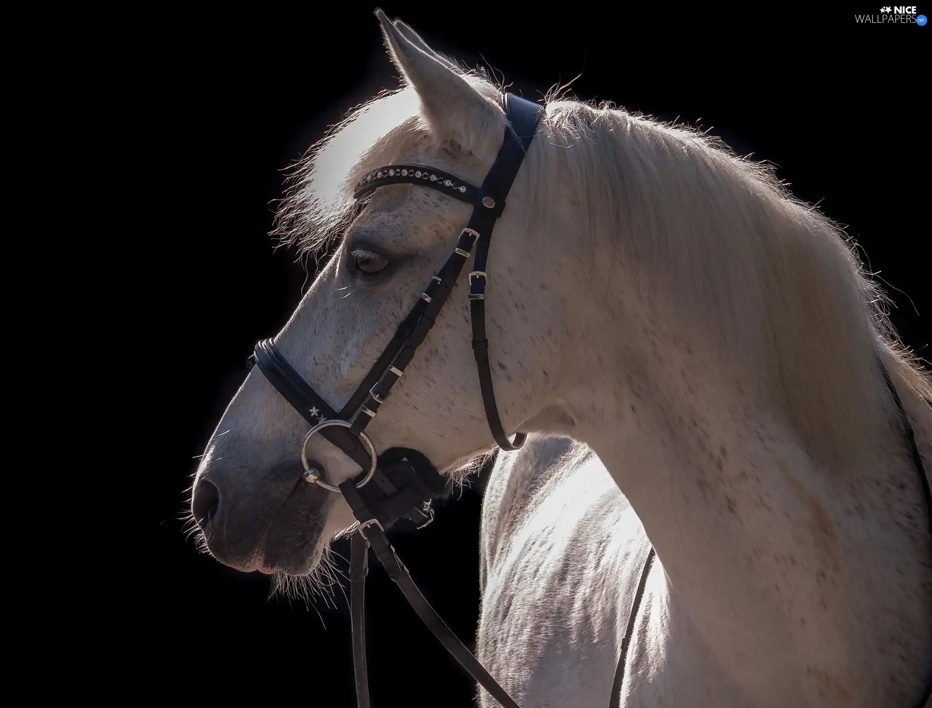 White, mouth, gear, Horse