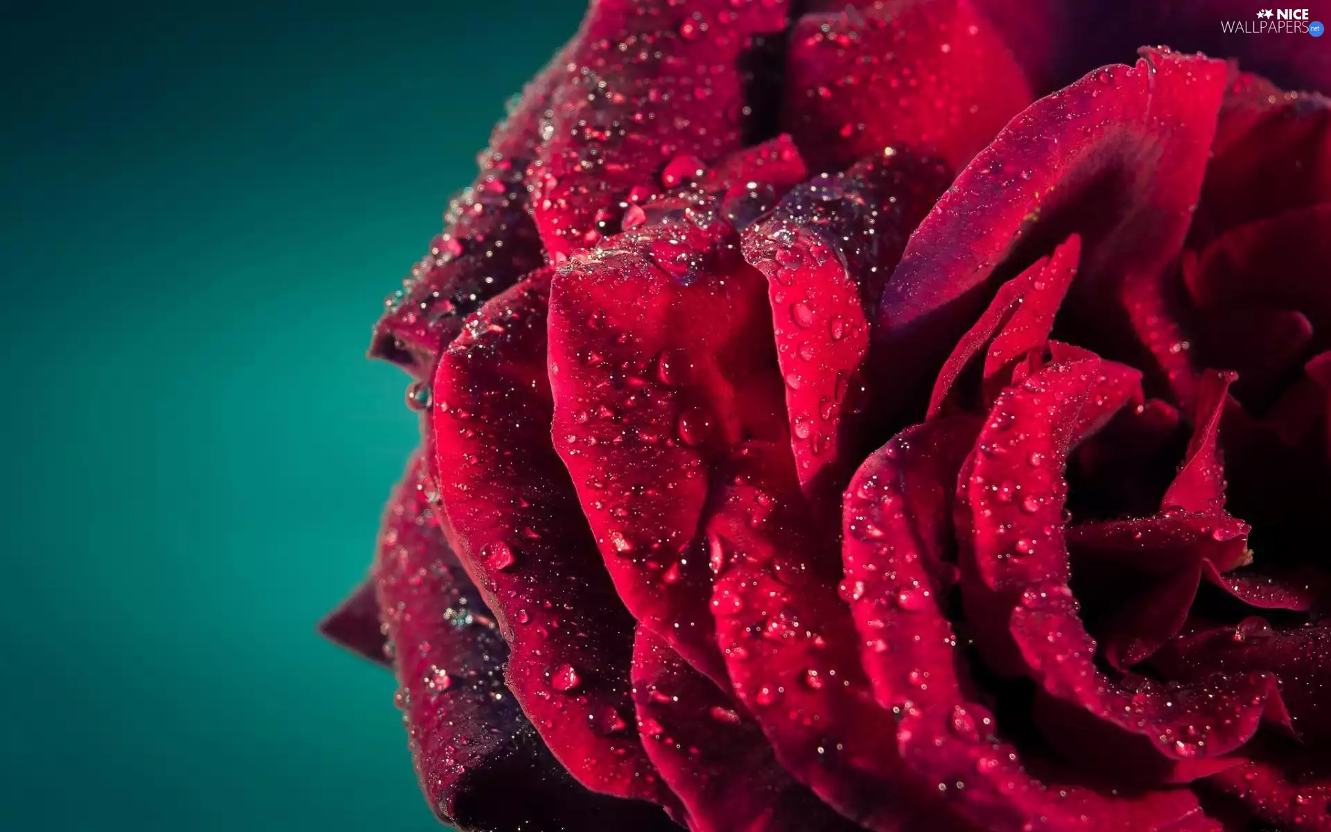 red hot, drops, rain, rose