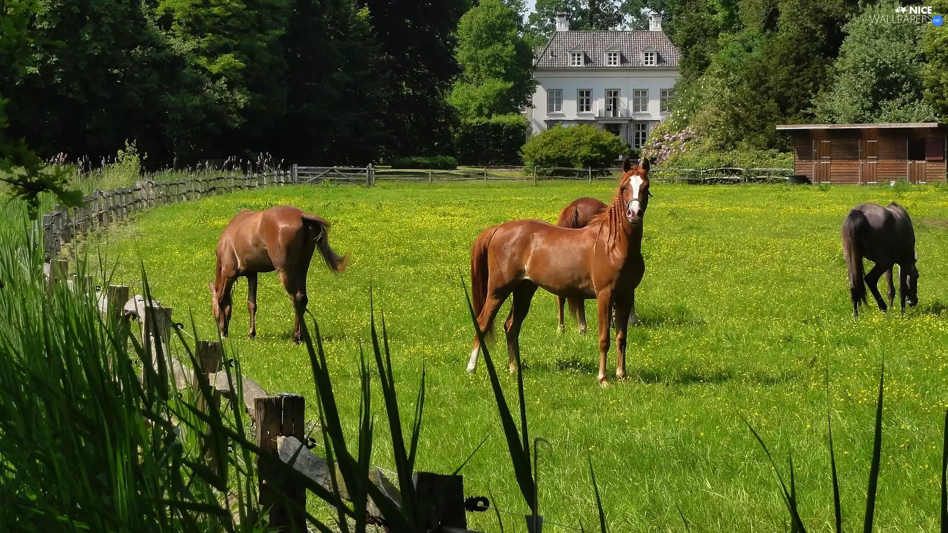 house, bloodstock, Meadow