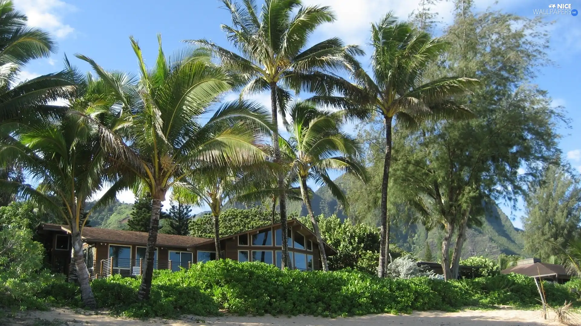 house, Bush, Palms