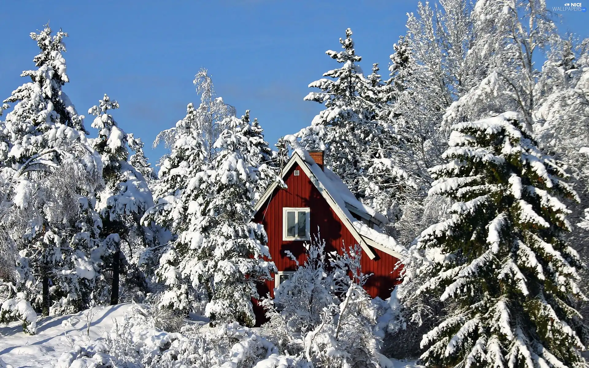 house, Snowy, Spruces