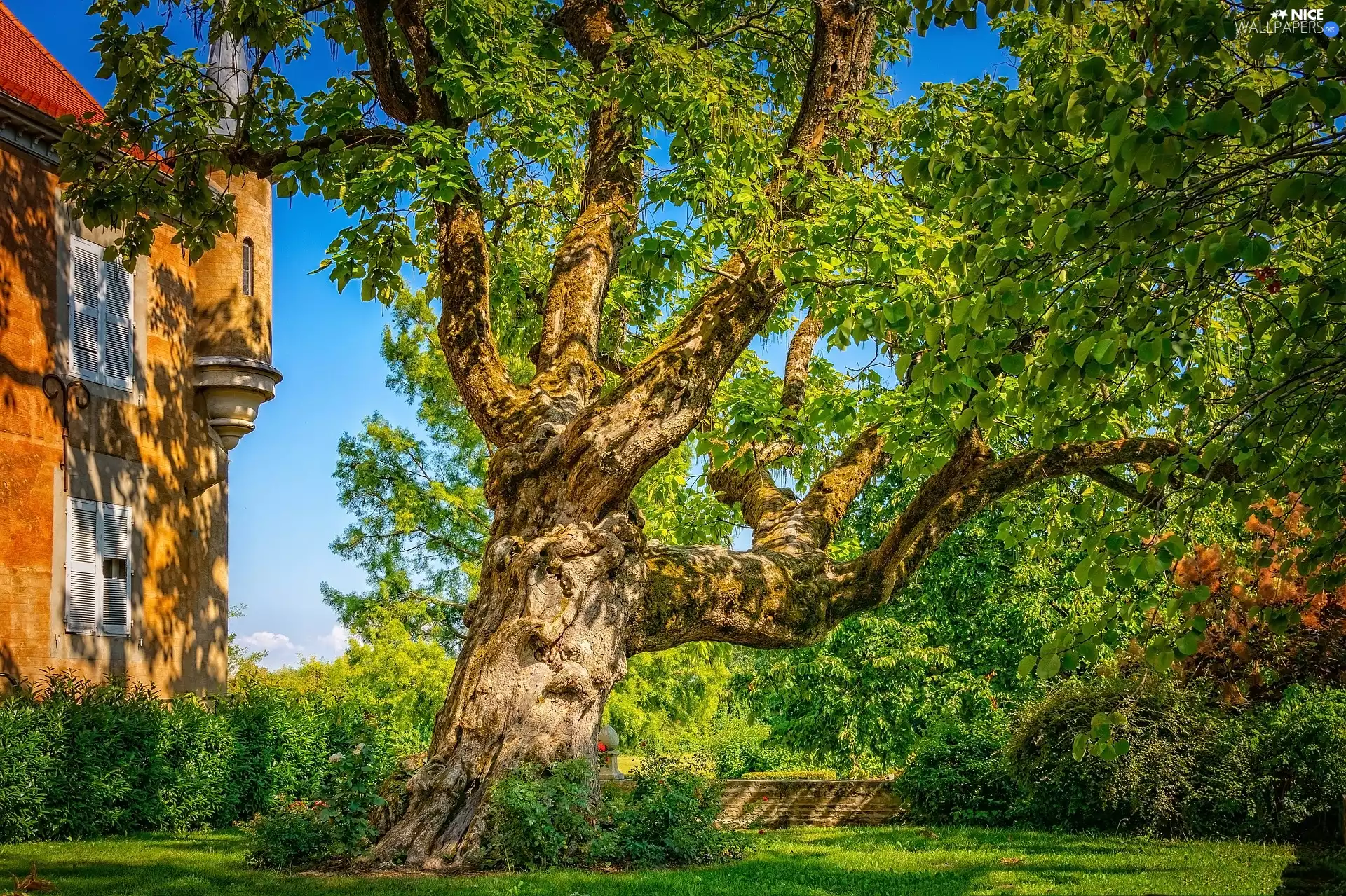 spreading, trees, Bush, House, trees, Twisted