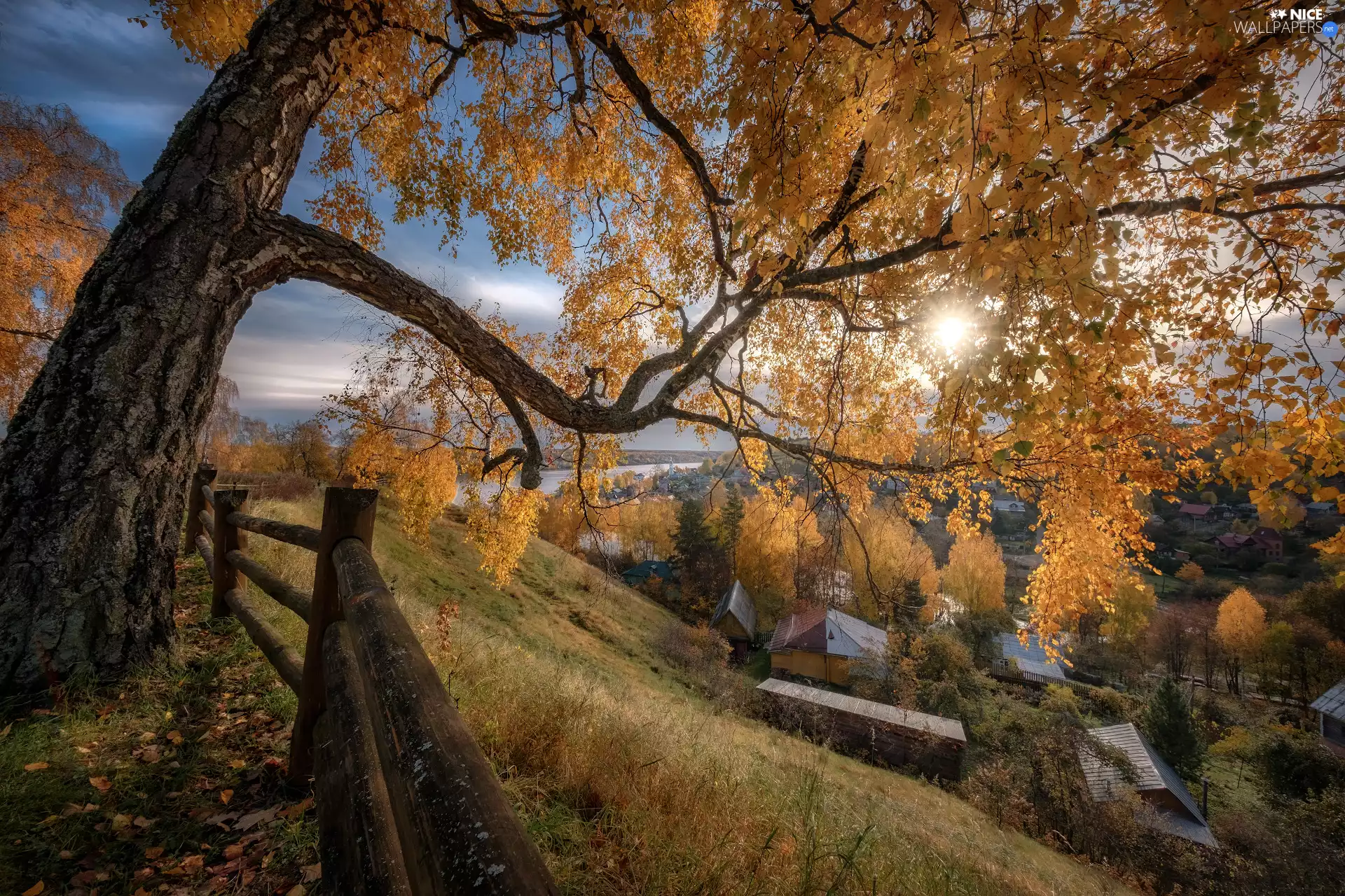 Meadow, trees, fence, birch-tree, autumn, grass, Houses