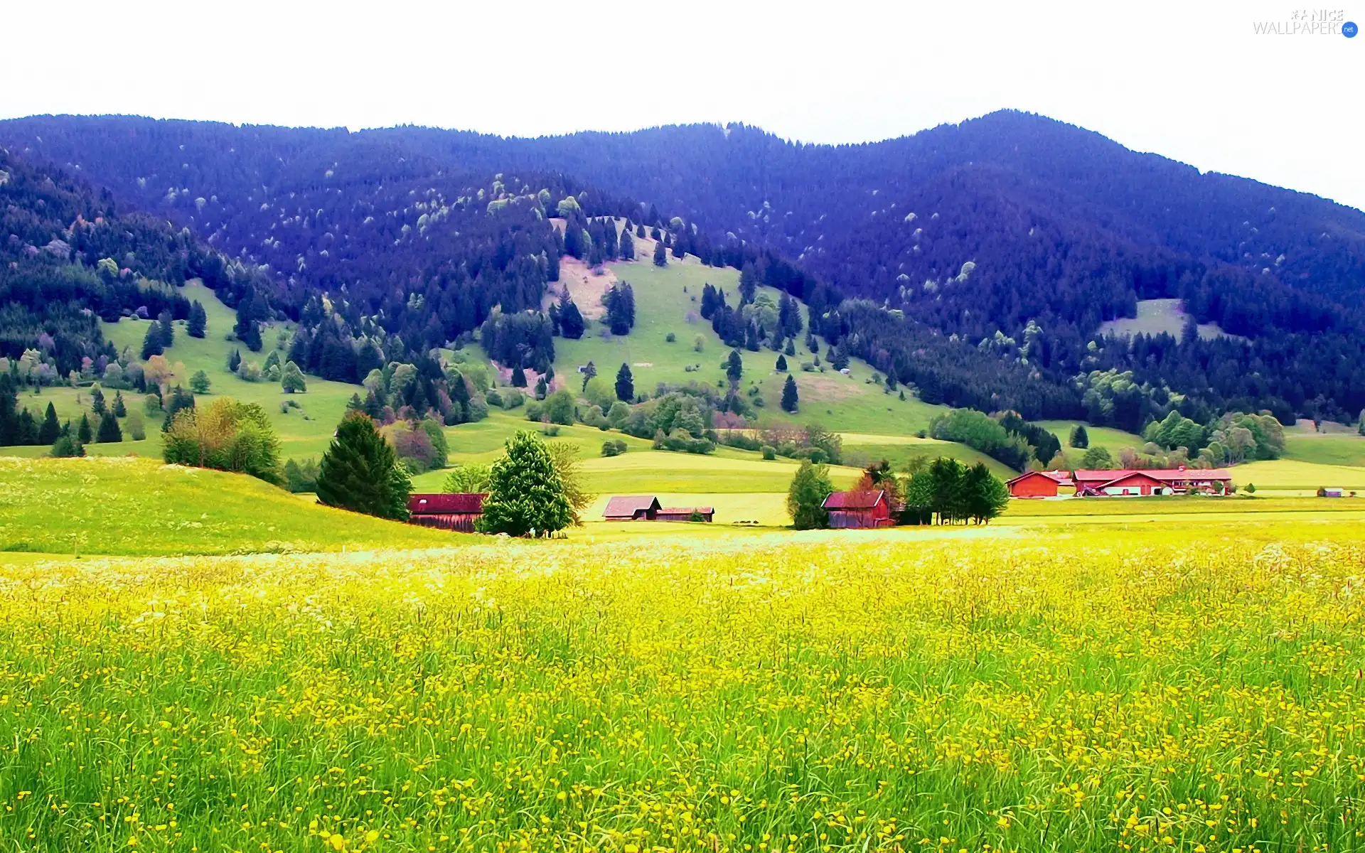 Mountains, field, Houses, forest