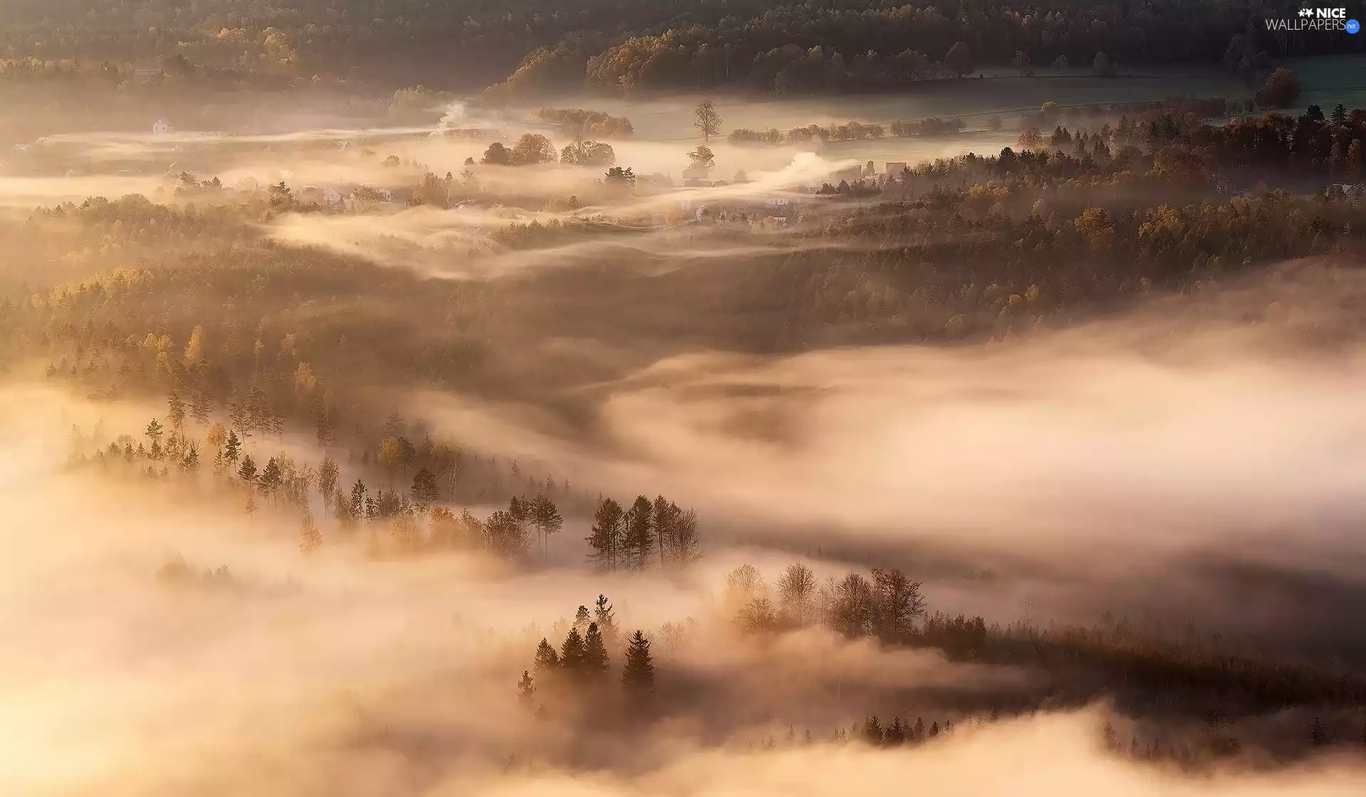 forest, Houses, trees, viewes, Fog