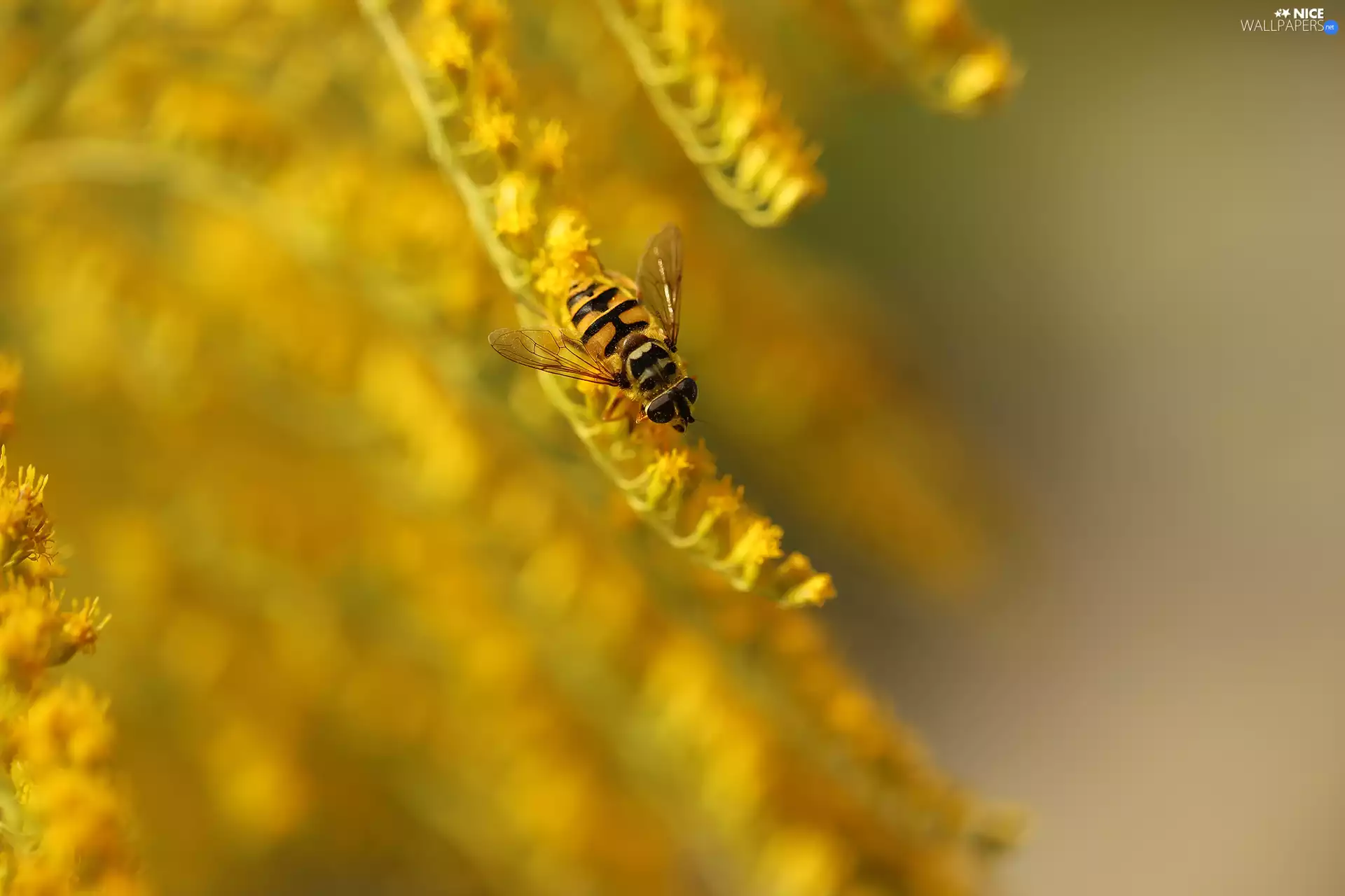 Yellow, Flowers, Marmalade Hoverfly, Goldenrod, Insect
