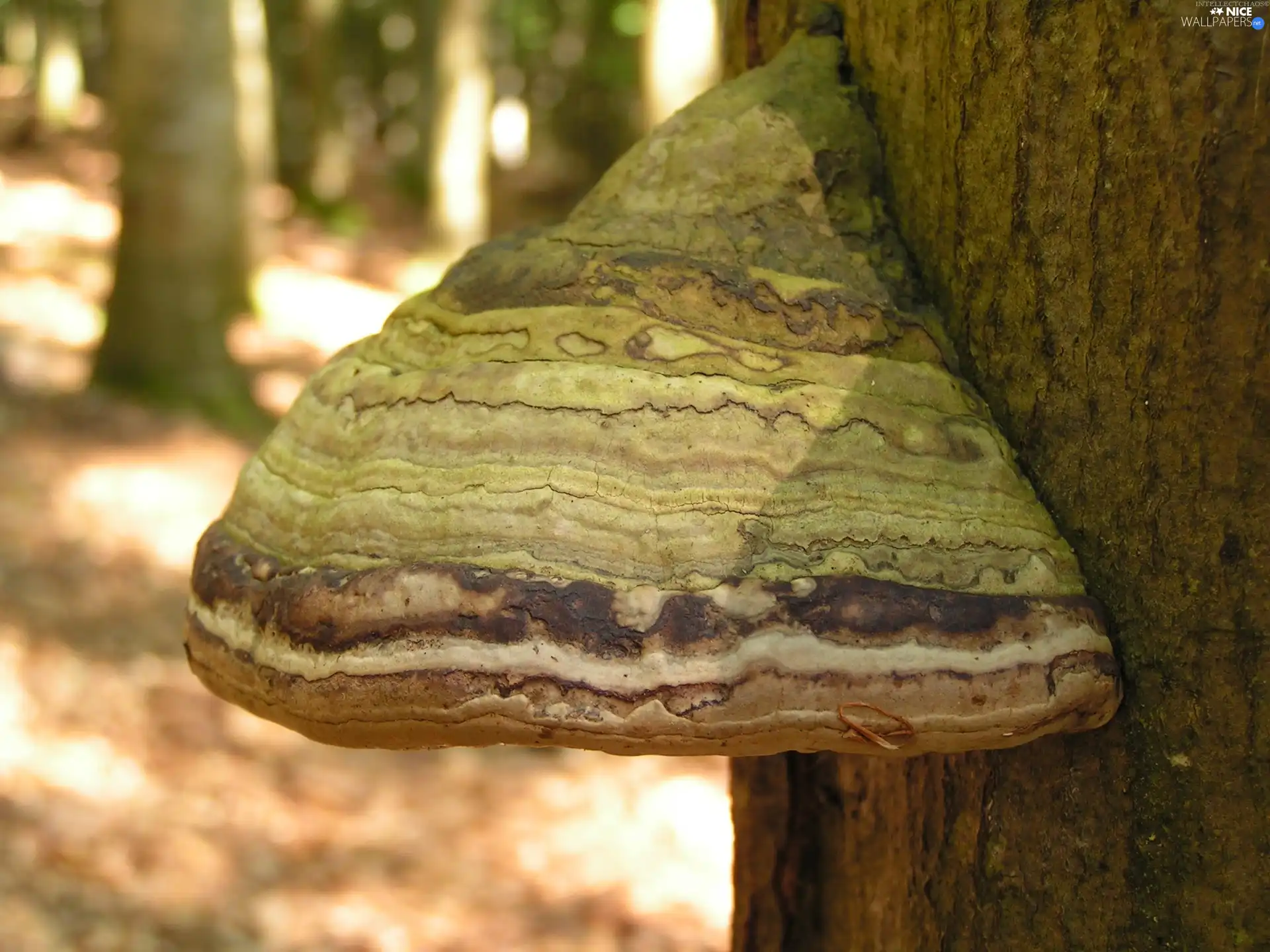 hub, forest, Mushrooms