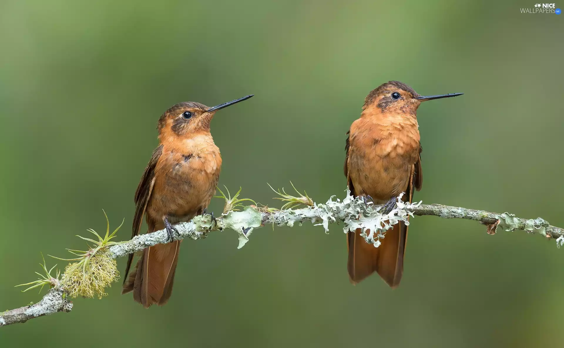 Hummingbirds, twig, birds, hummingbirds, Two cars