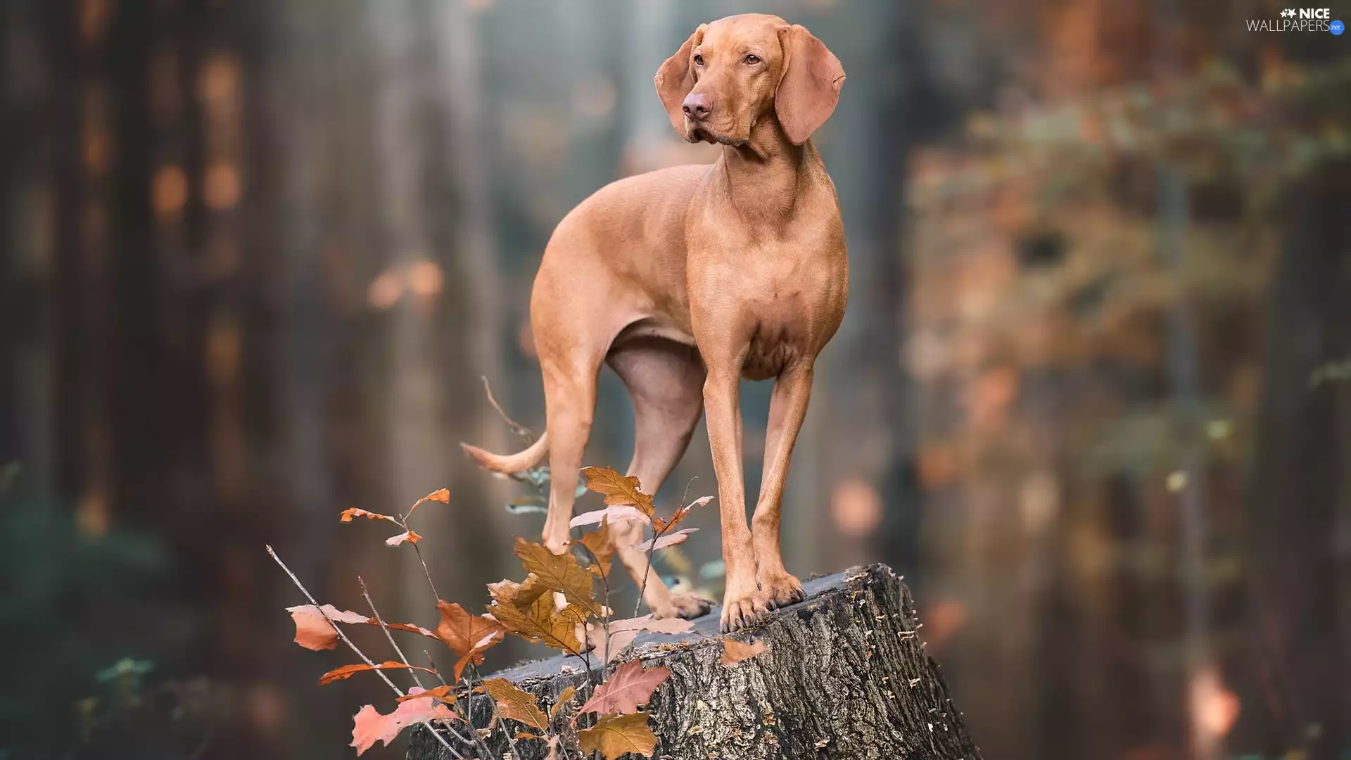 stump, Leaf, dog, Hungarian Shorthaired Pointer, Brown