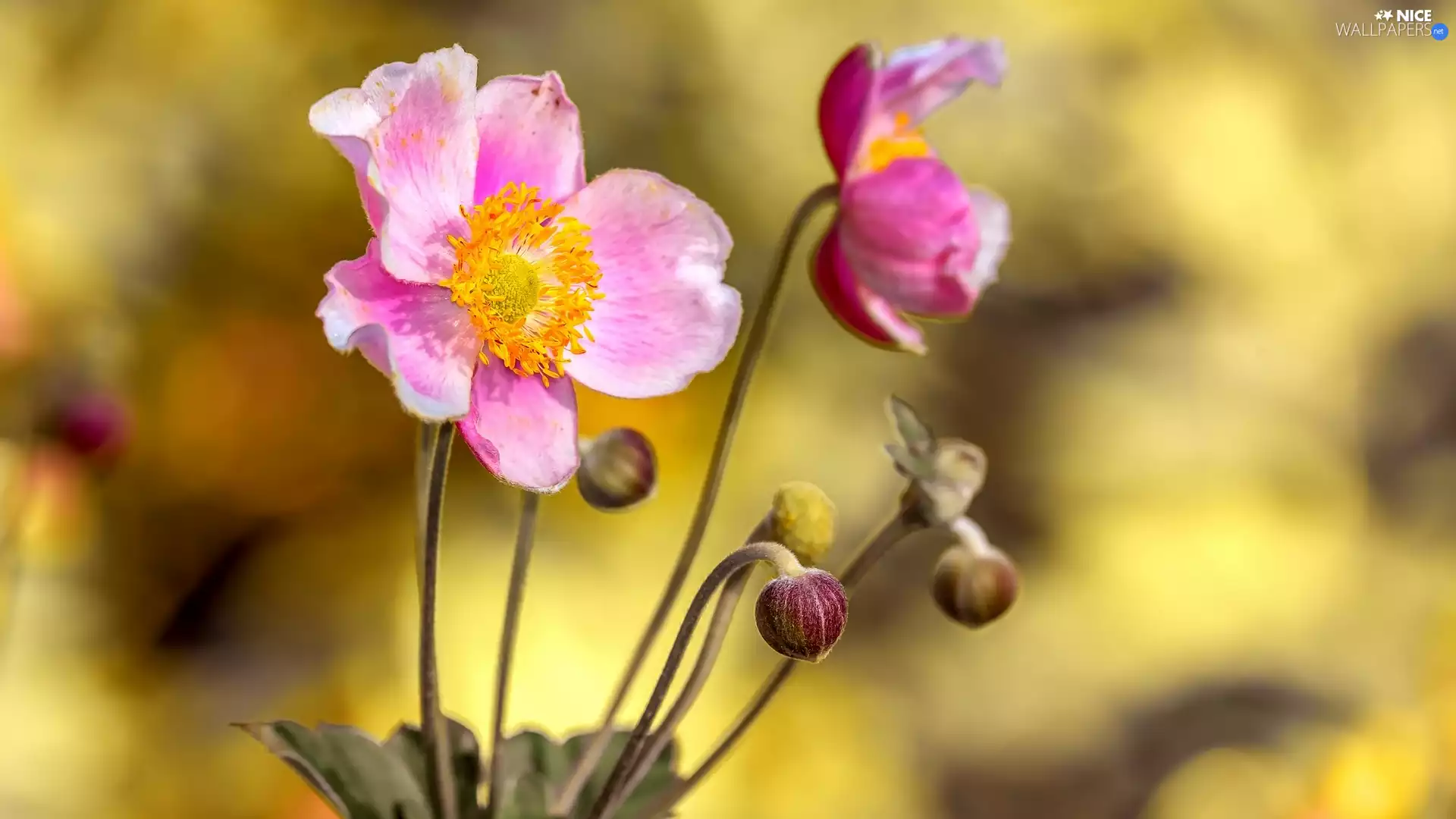 Buds, Pink, Anemone Hupehensis