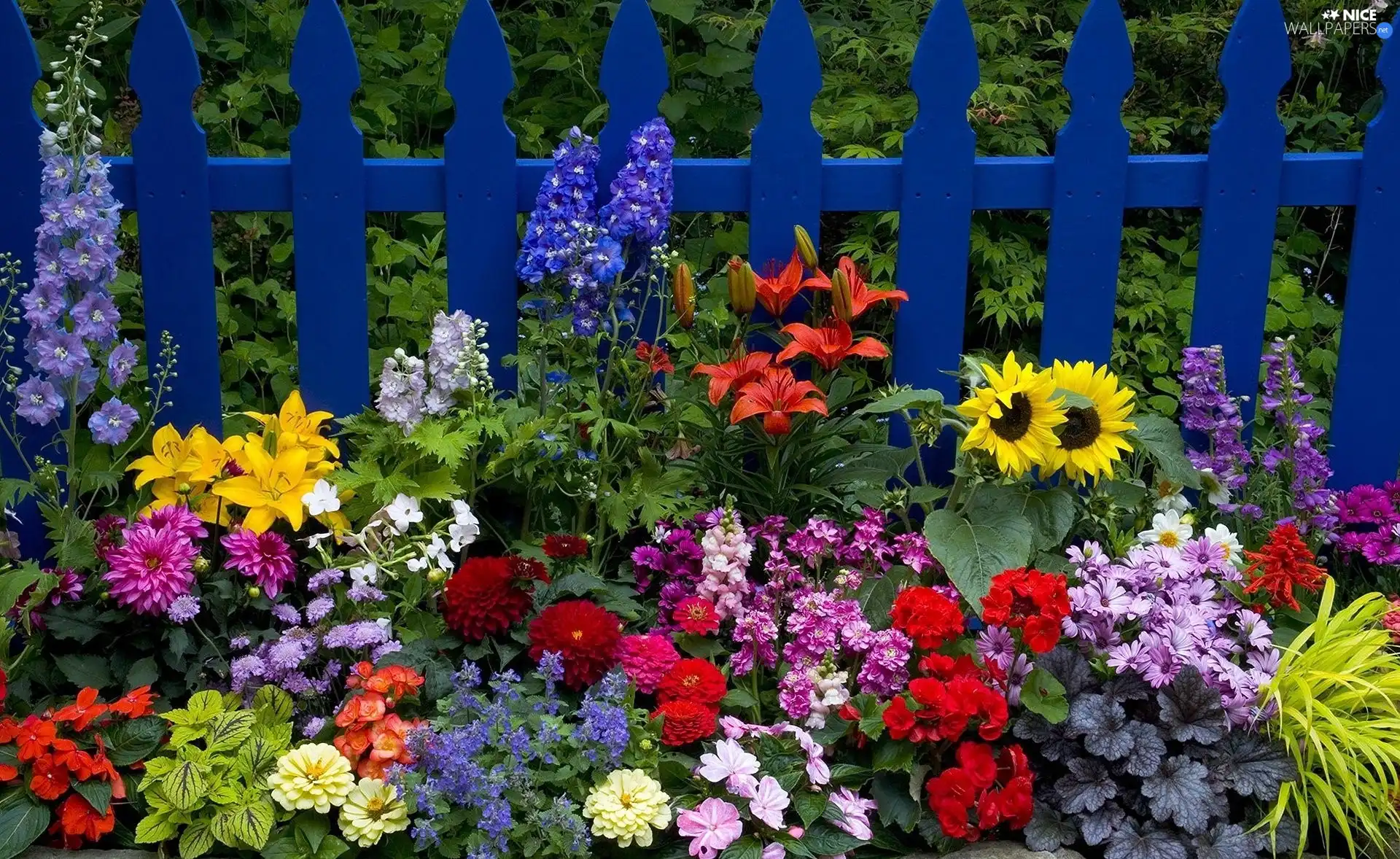 color, blue, Hurdle, Flowers